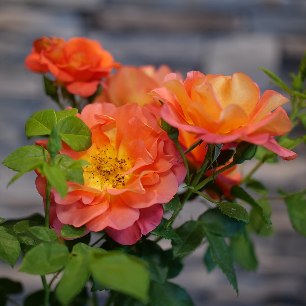 Bare-rooted rose VLP401 - Rosa Nera