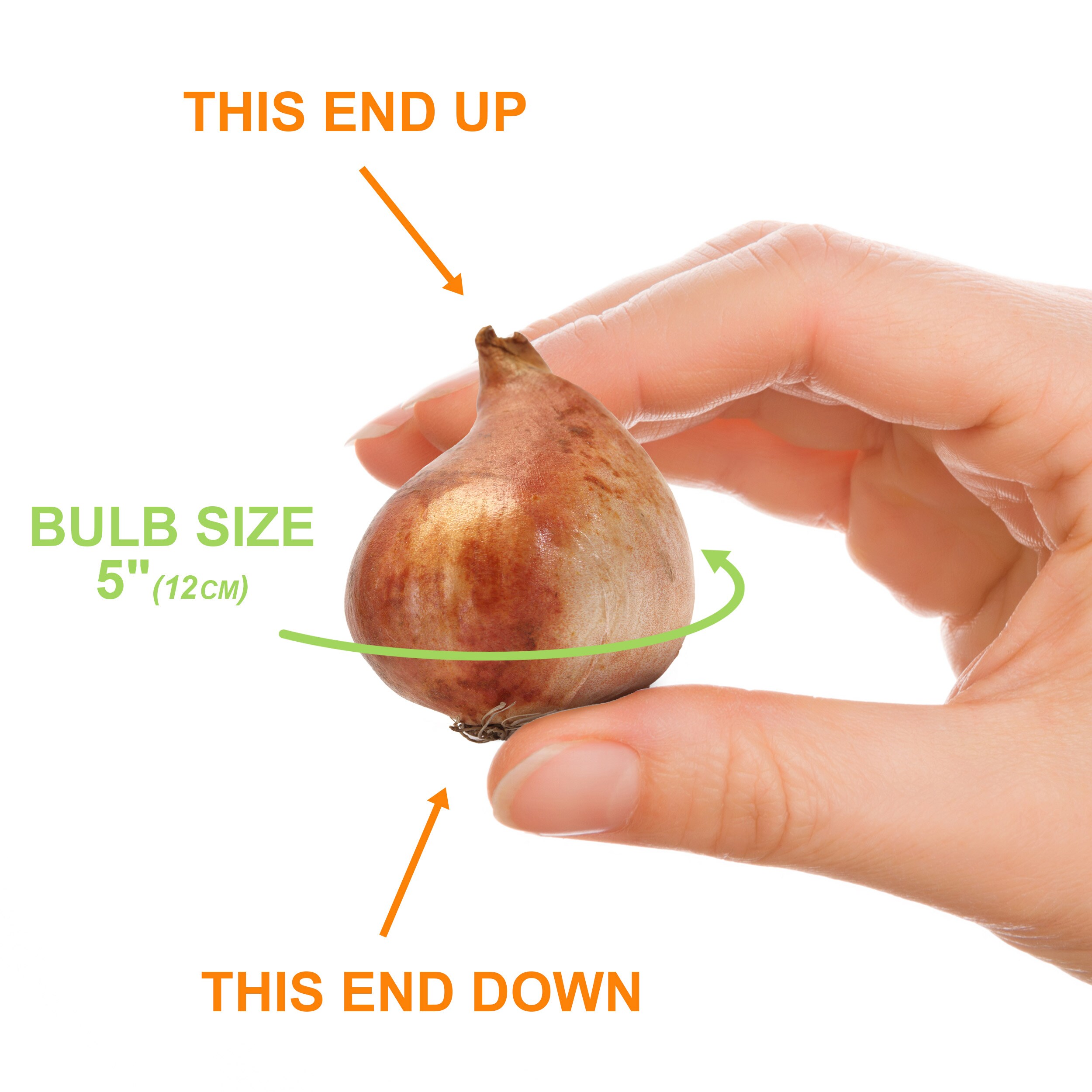 Garden State Bulb ECF-72-100-04 Plant-Bulbs - View #4