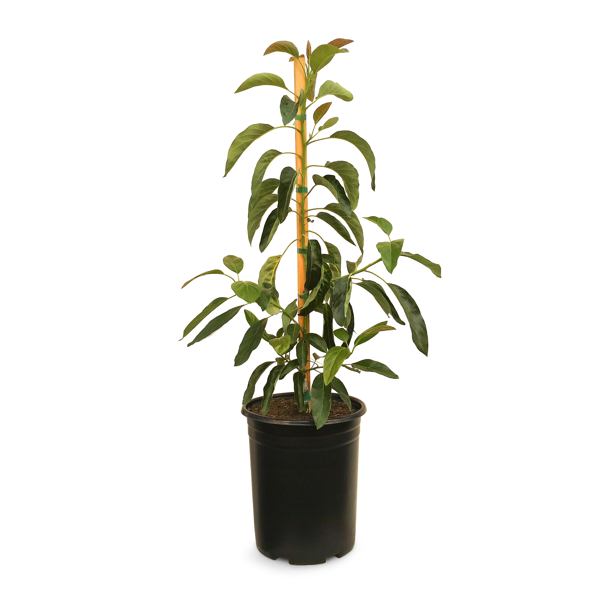 Lowe's NURSERY Avocado Plant Pot