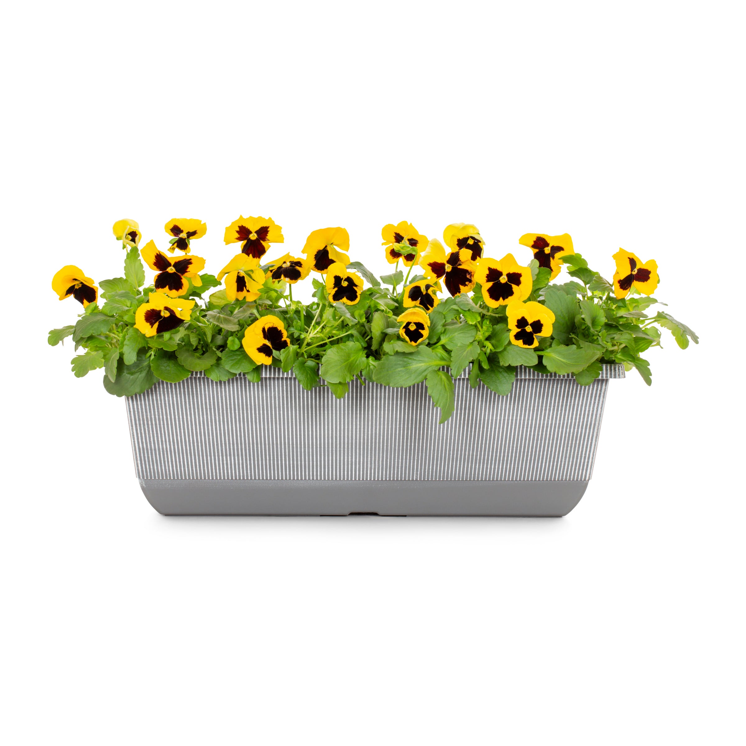 Lowe's NURSERY Multicolor Pansy in 2.5-Gallon Planter