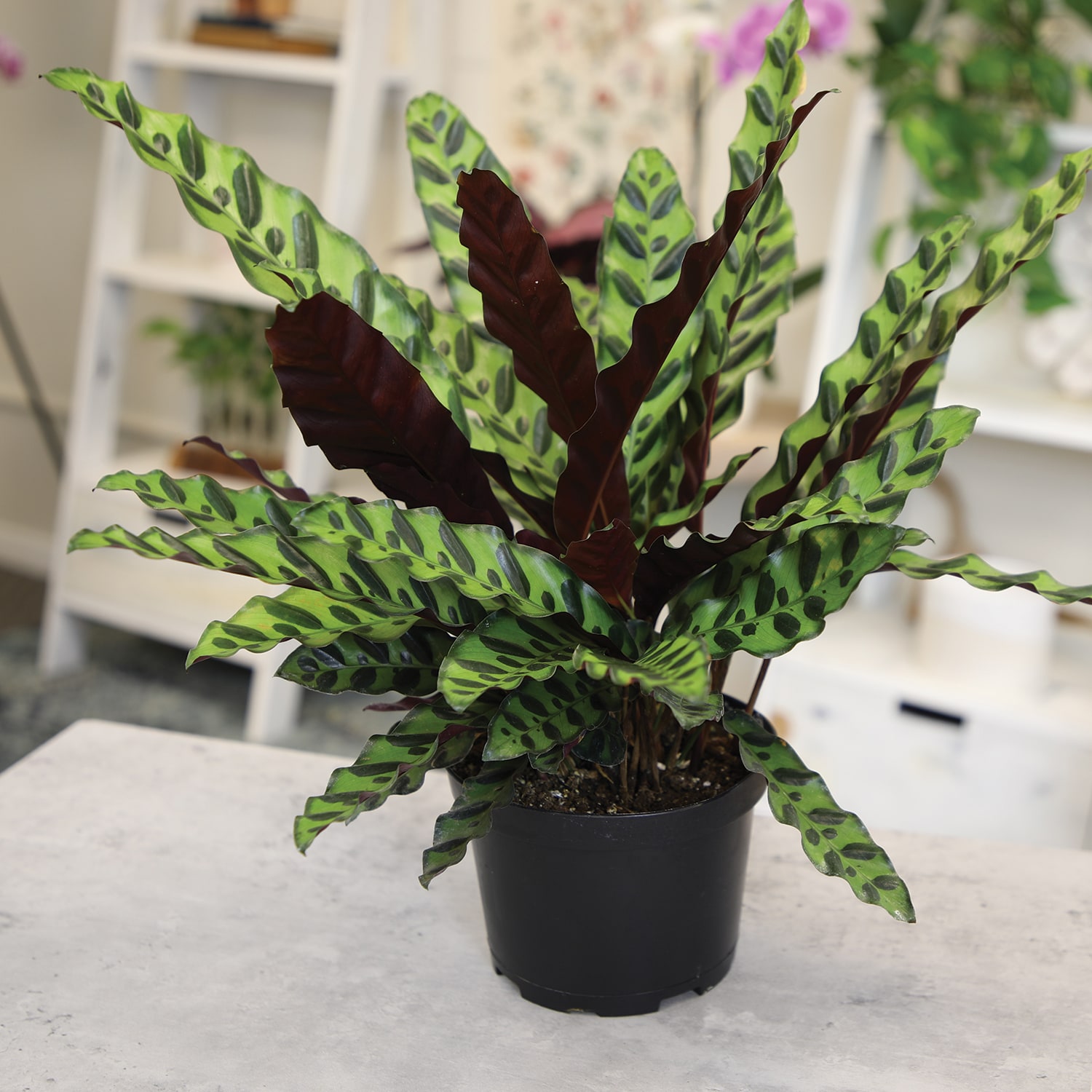 Altman Plants 0881600 hseplants - View #9
