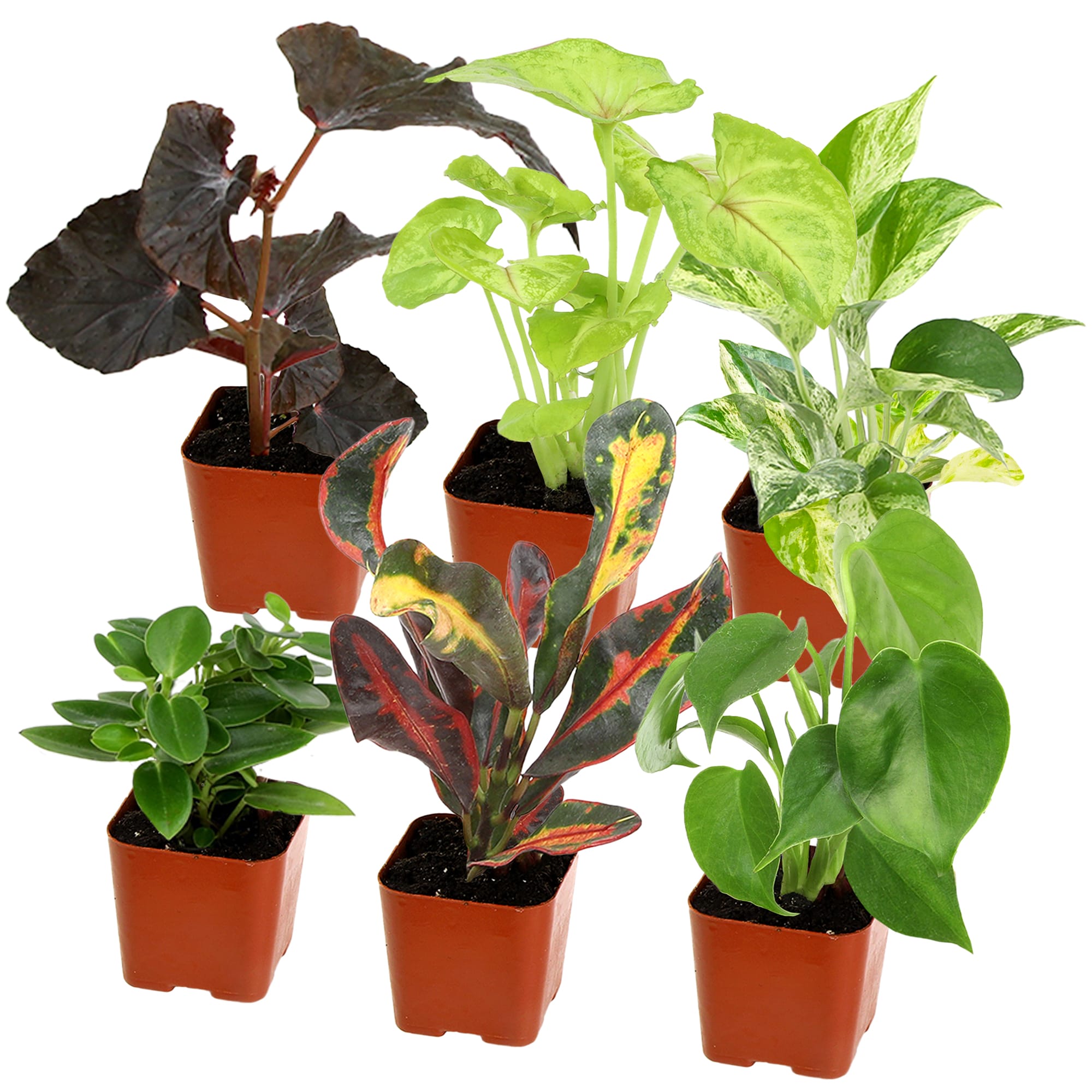Altman Plants 0881360 Easy Air Purifying Live Houseplants Pack House plant in 2 Inch(es) Pot 6 -Pack