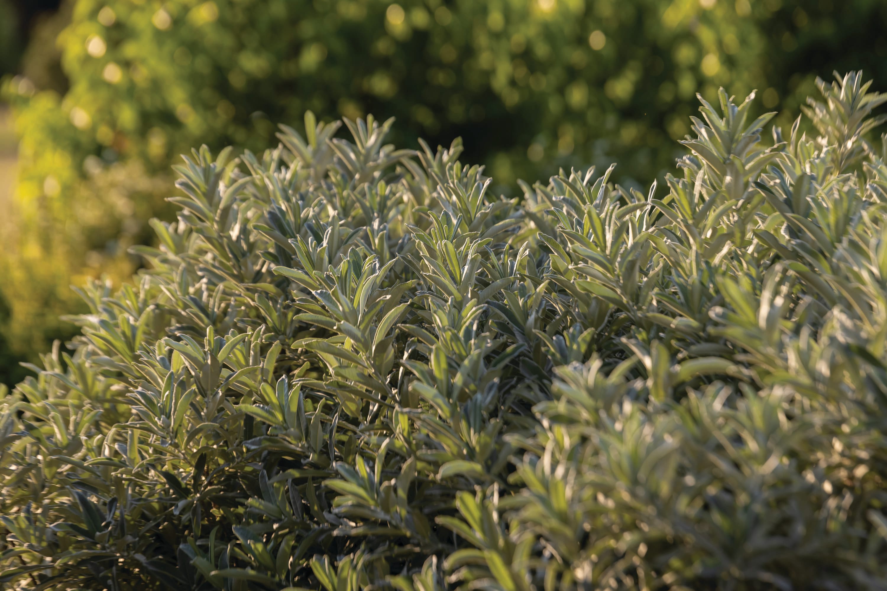 Lowe's NURSERY shrubs - View #5