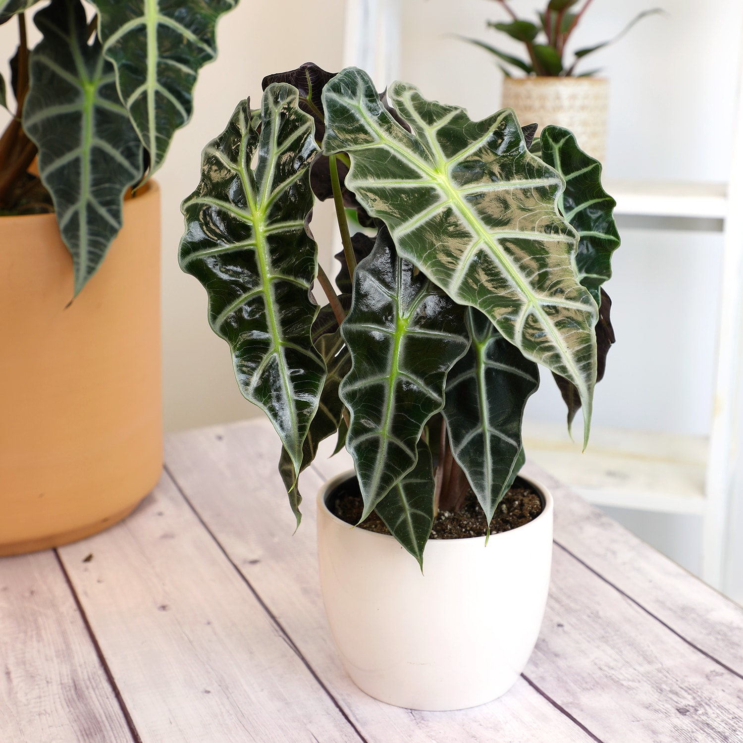 Altman Plants 0872662 hseplants - View #8