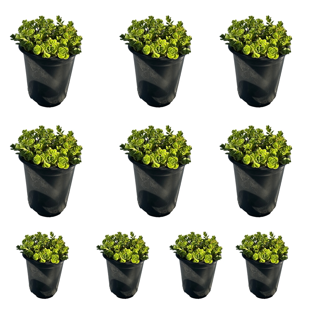 Runesay HBPLANT-07 Pink John Creech Stonecrop House plant in 10 Pack Pot 1 -Pack