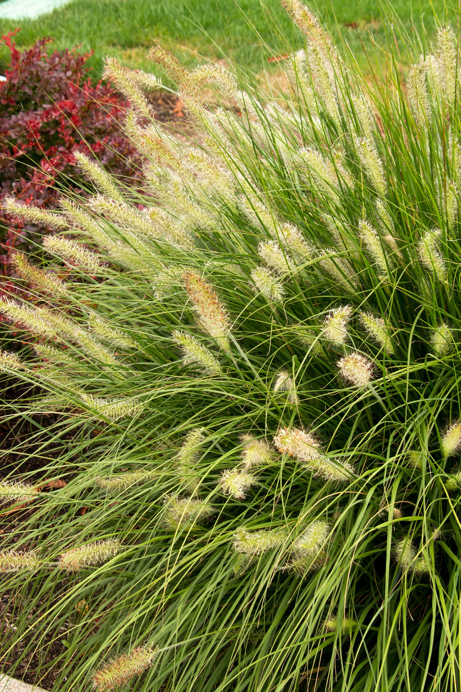 Monrovia 064262 Ornamental-Grasses - View #3