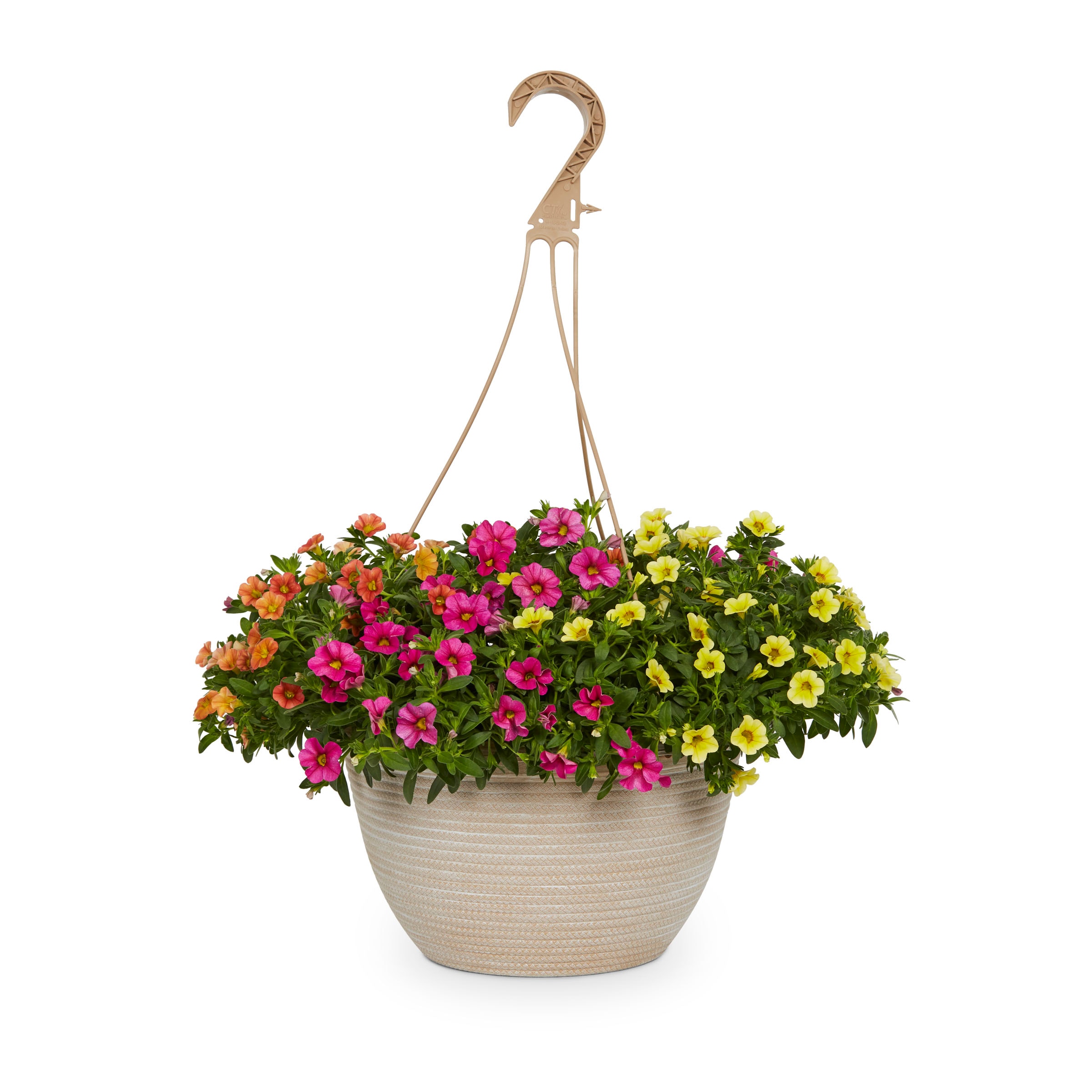 Metrolina Greenhouses Multicolor Calibrachoa in 2-Gallon (s) Hanging ...