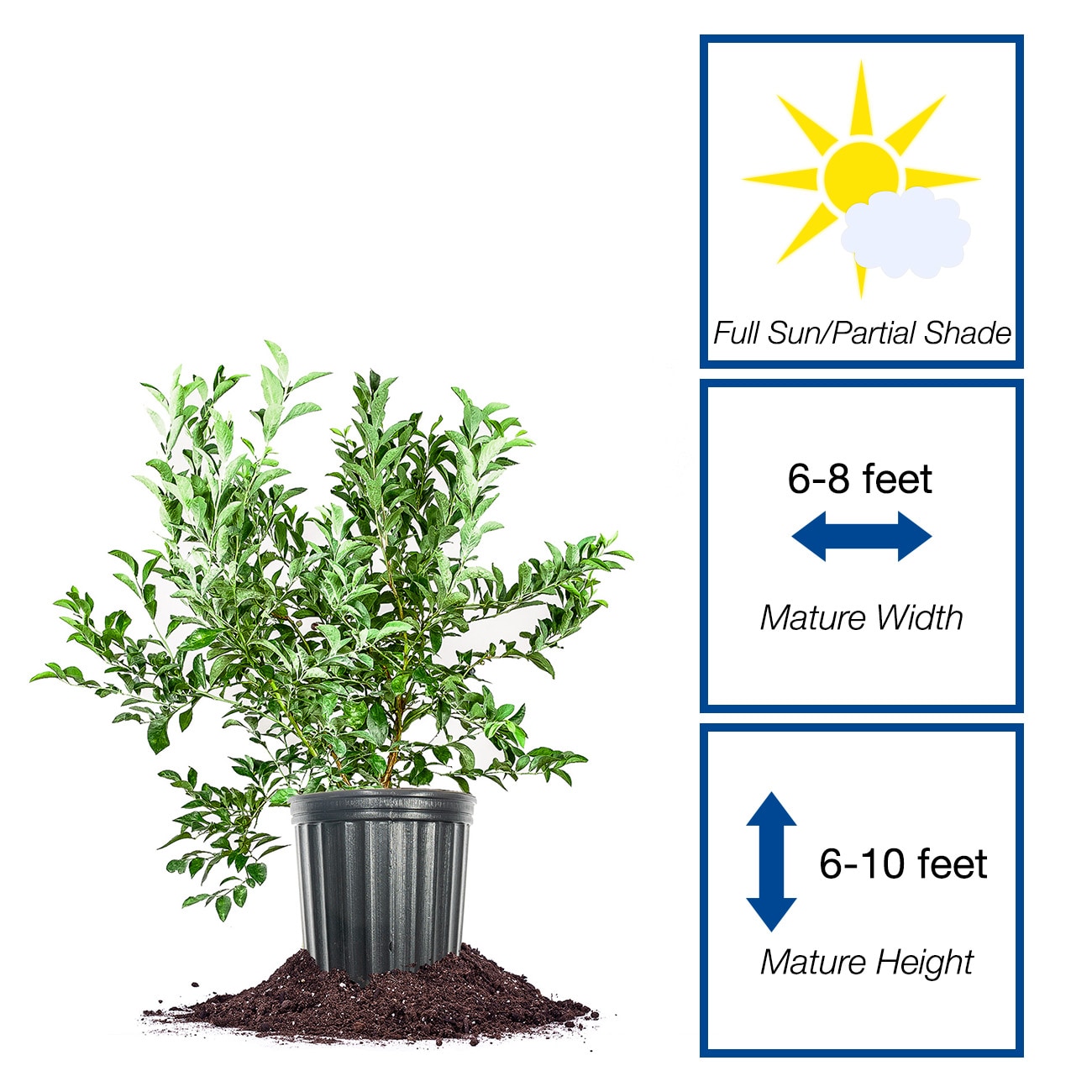 Perfect Plants LOPREMIERBLUE3G shrubs - View #2