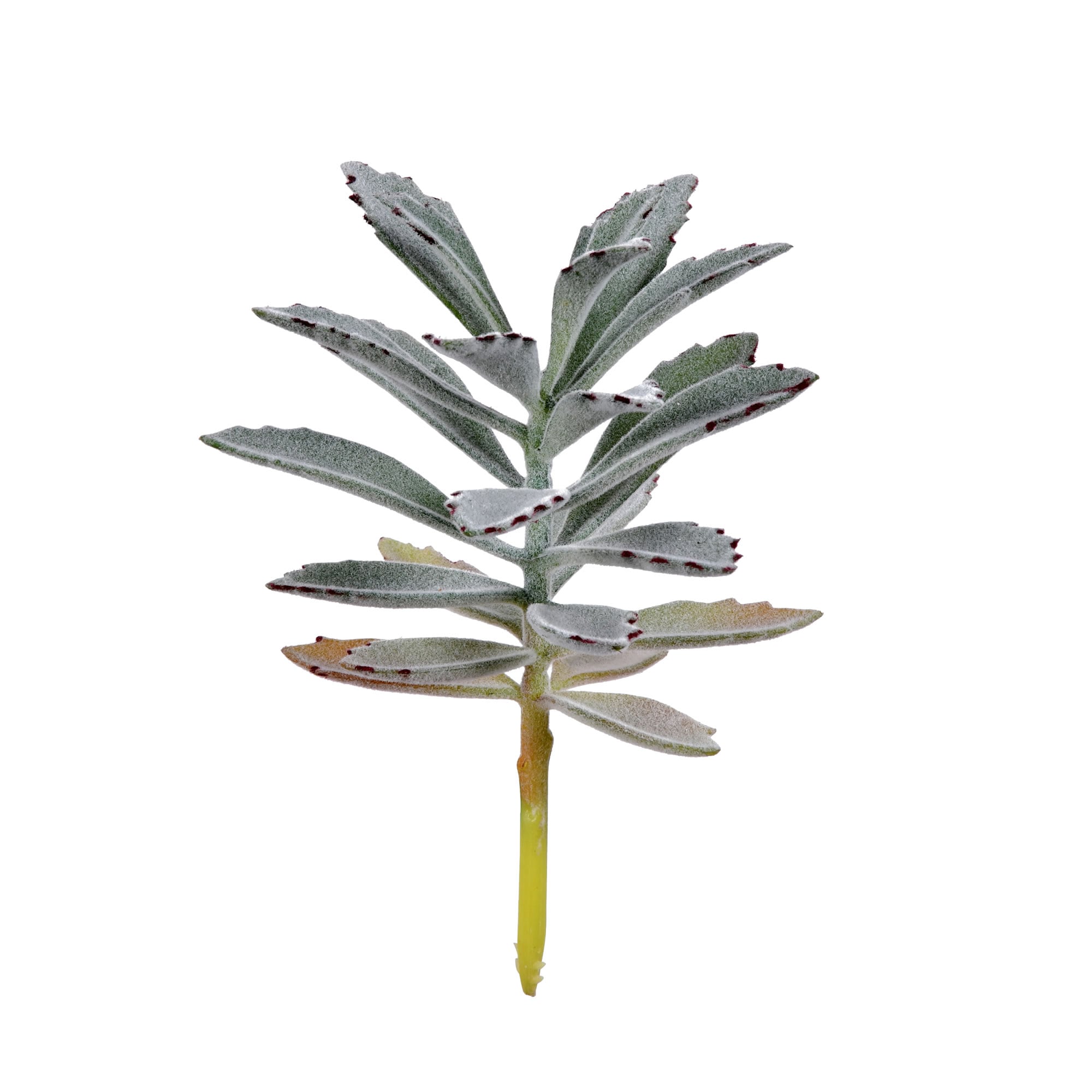 Vickerman FE191008 8-in Green Indoor Succulent Artificial Plant