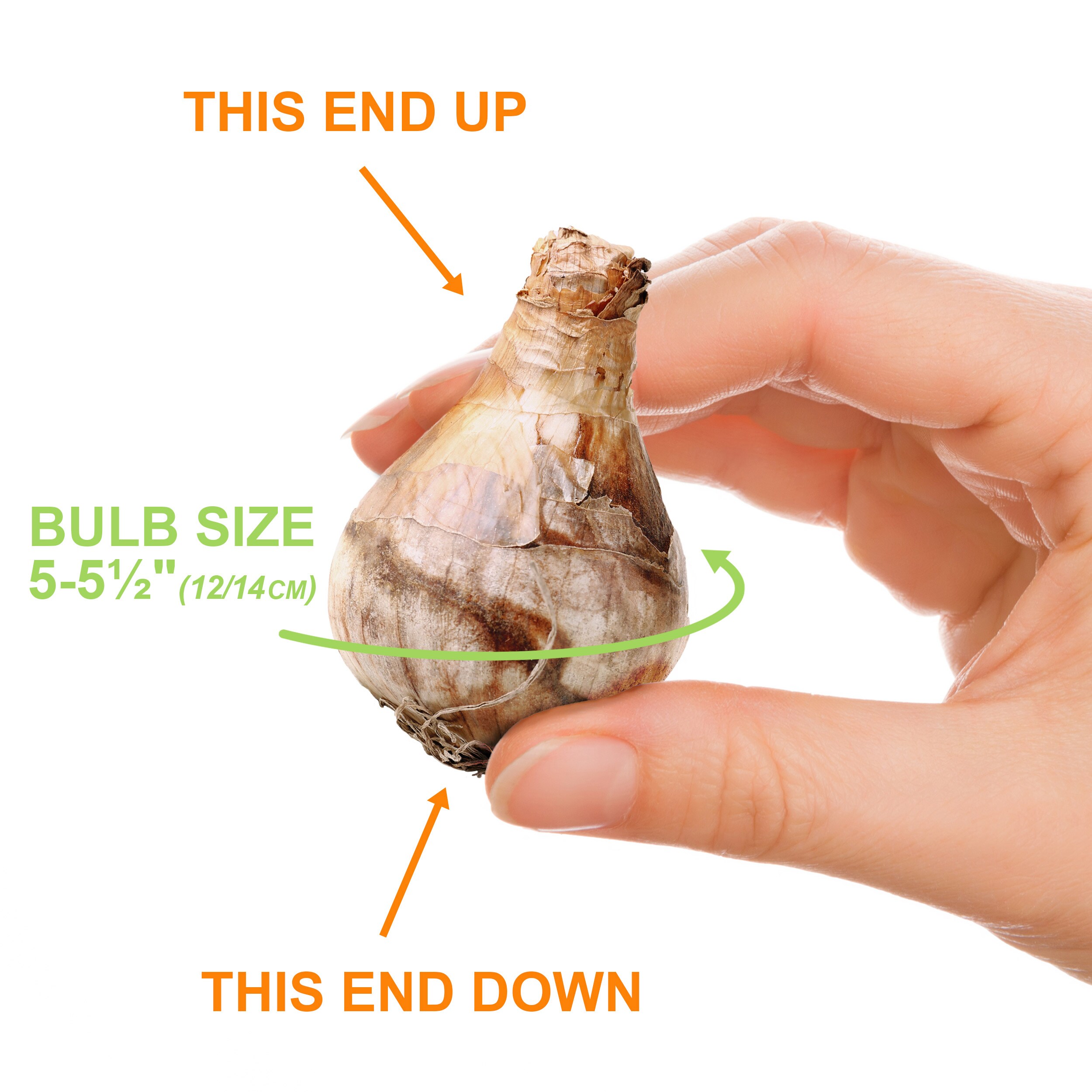Garden State Bulb ECF-100-50-02 Plant-Bulbs - View #4
