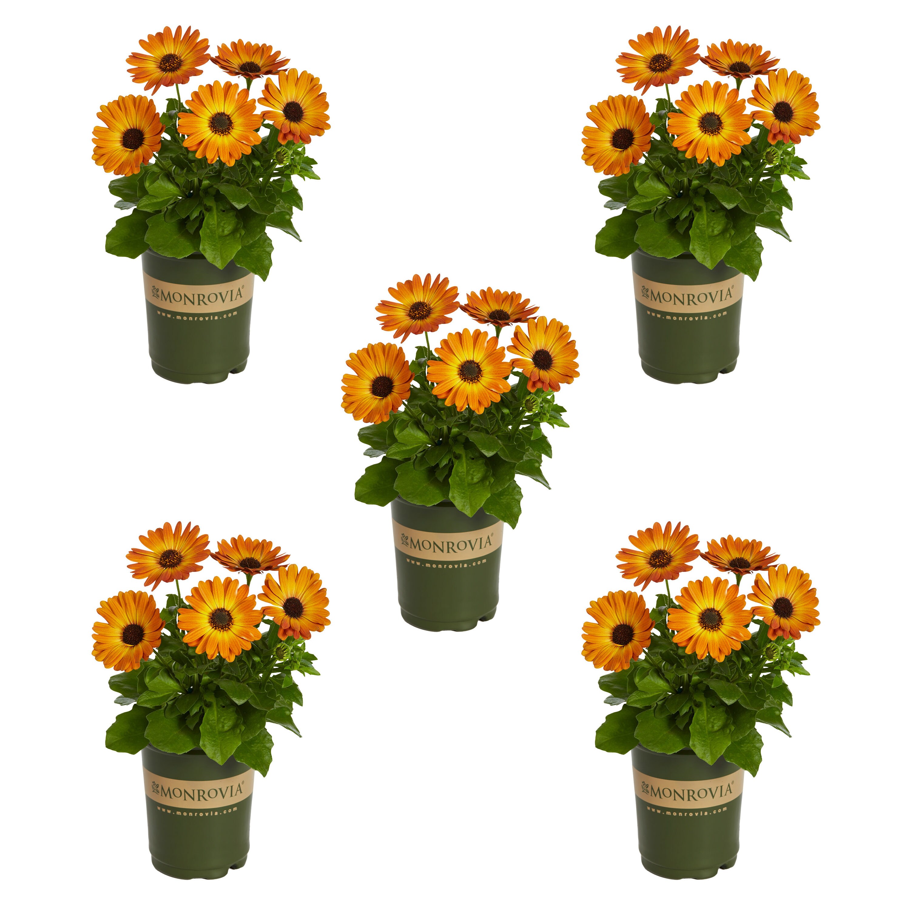 African Daisy Orange Plants, Bulbs & Seeds at Lowes.com