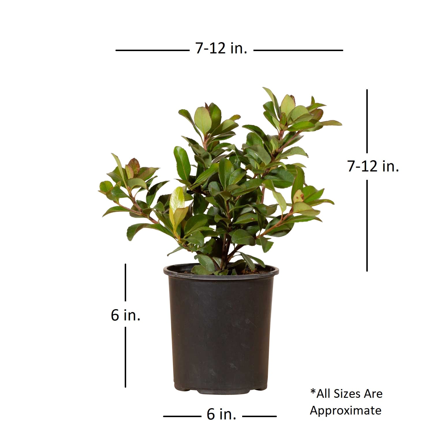 Flowerwood 5172Q-1 shrubs - View #2