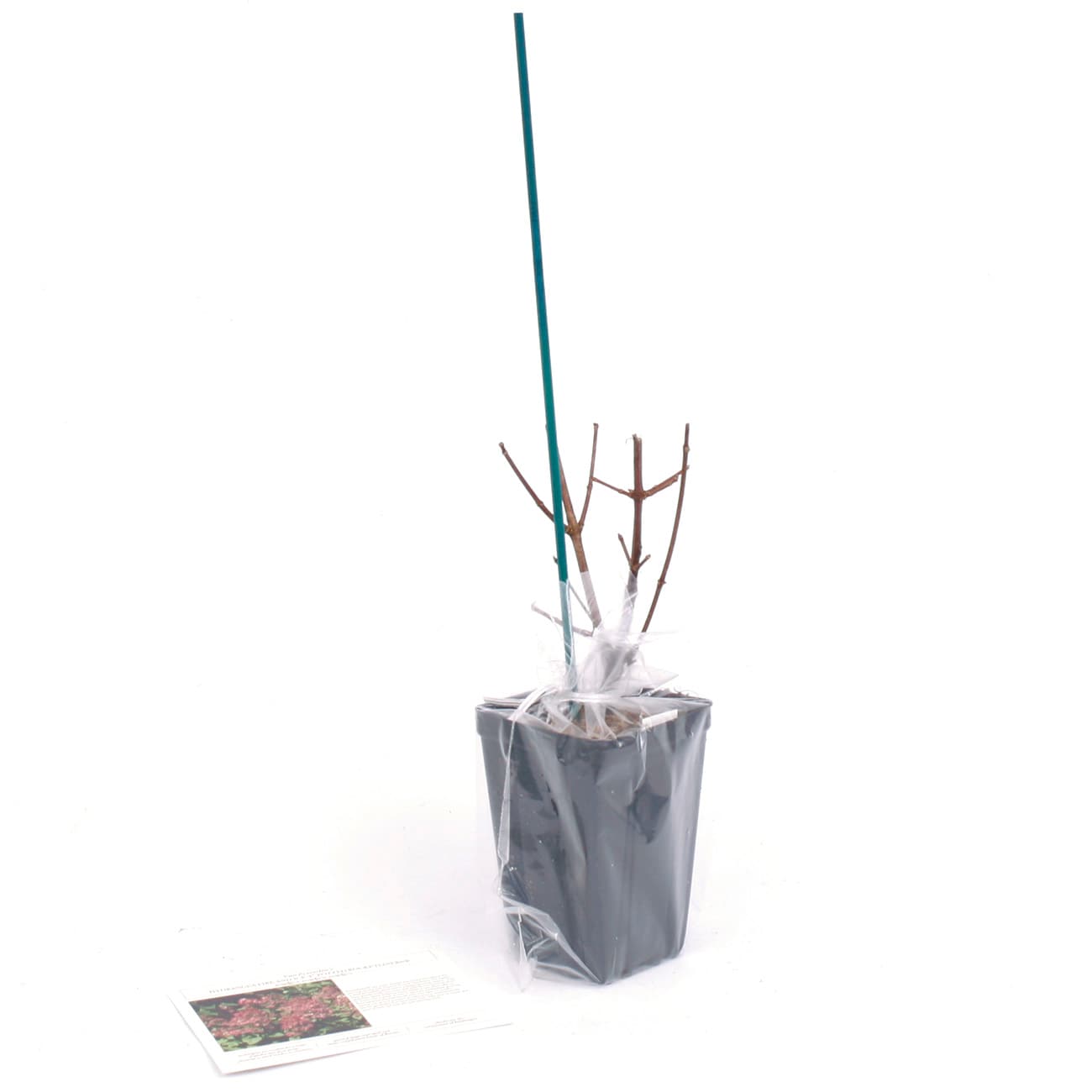 Van Zyverden 82921 Plant-Bulbs - View #7