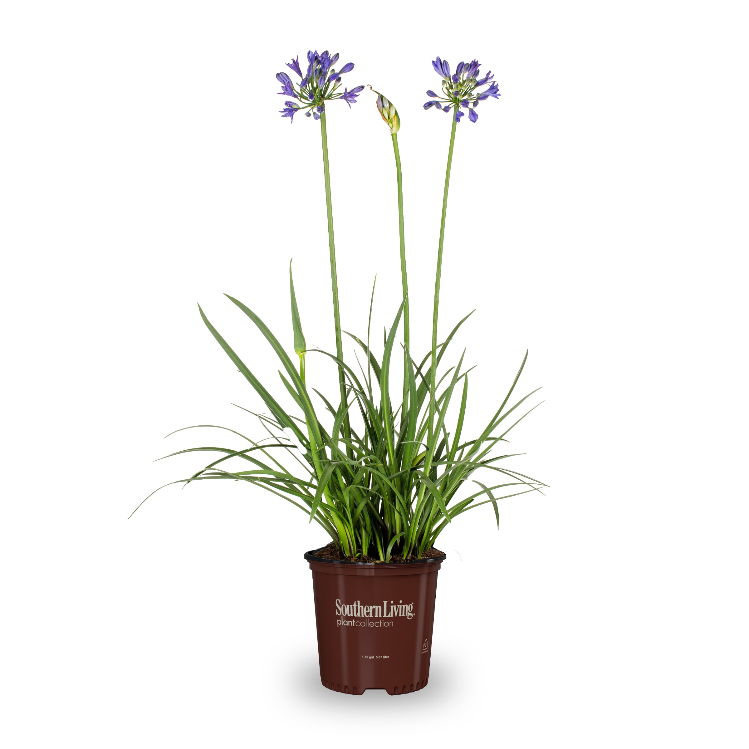 Lowe's 02842 Ever Sapphire Agapanthus Flowering Shrub in 1.50 -Gallon Pot 1 -Pack with Blue Blooms