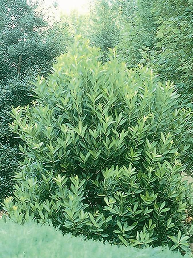 Monrovia 007983 Yellow Anise Tree Flowering Shrub In Pot (With Soil)