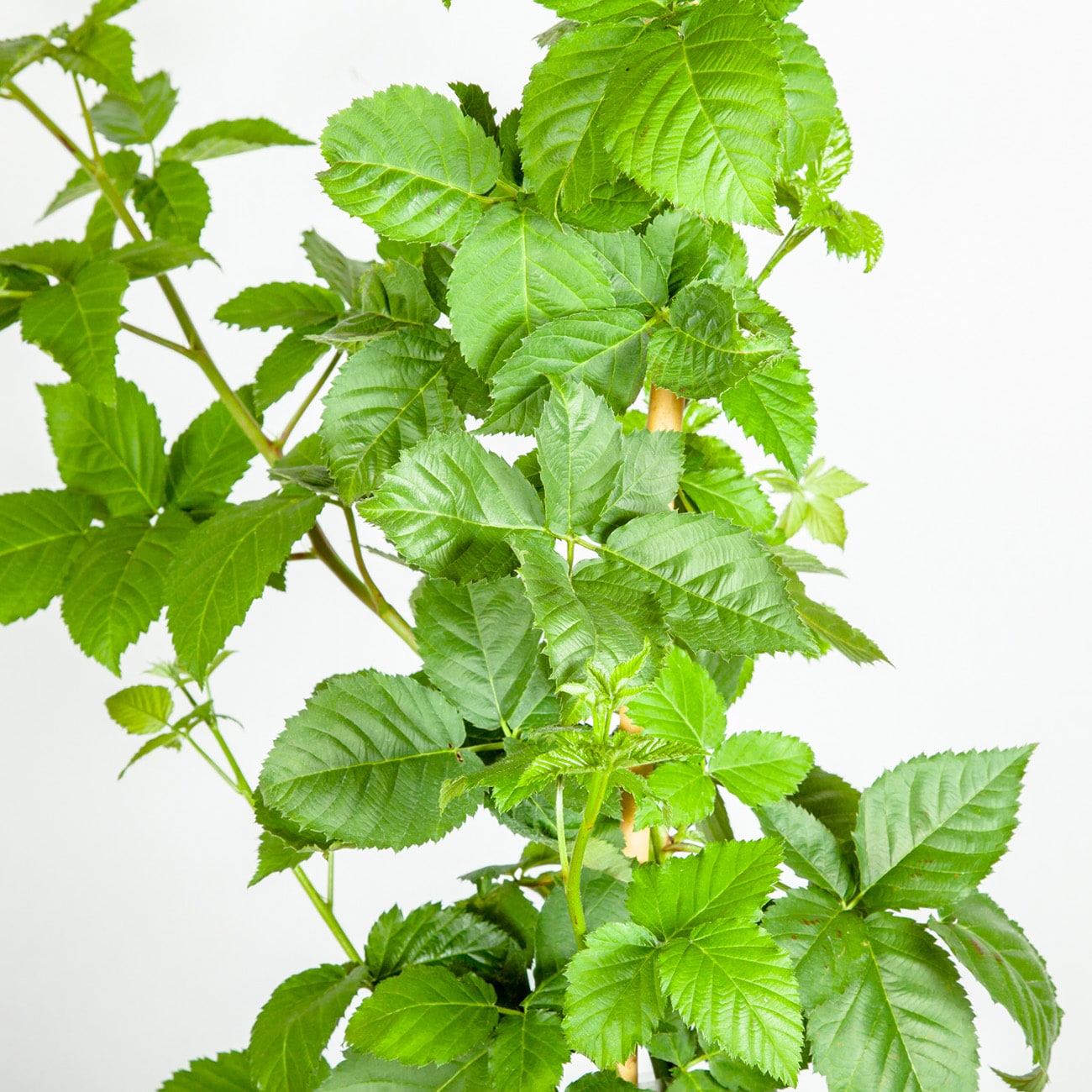 Perfect Plants LOAPACHEBLACKBERRY3G shrubs - View #5