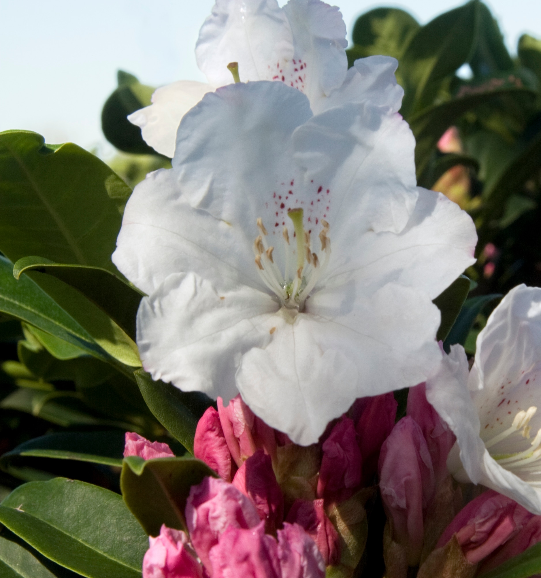 Lowe's NURSERY Southgate#174 Divine#8482 Rhododendron Flowering Shrub in 2.00 -Gallon Pot 1.0 -Pack with White Blooms