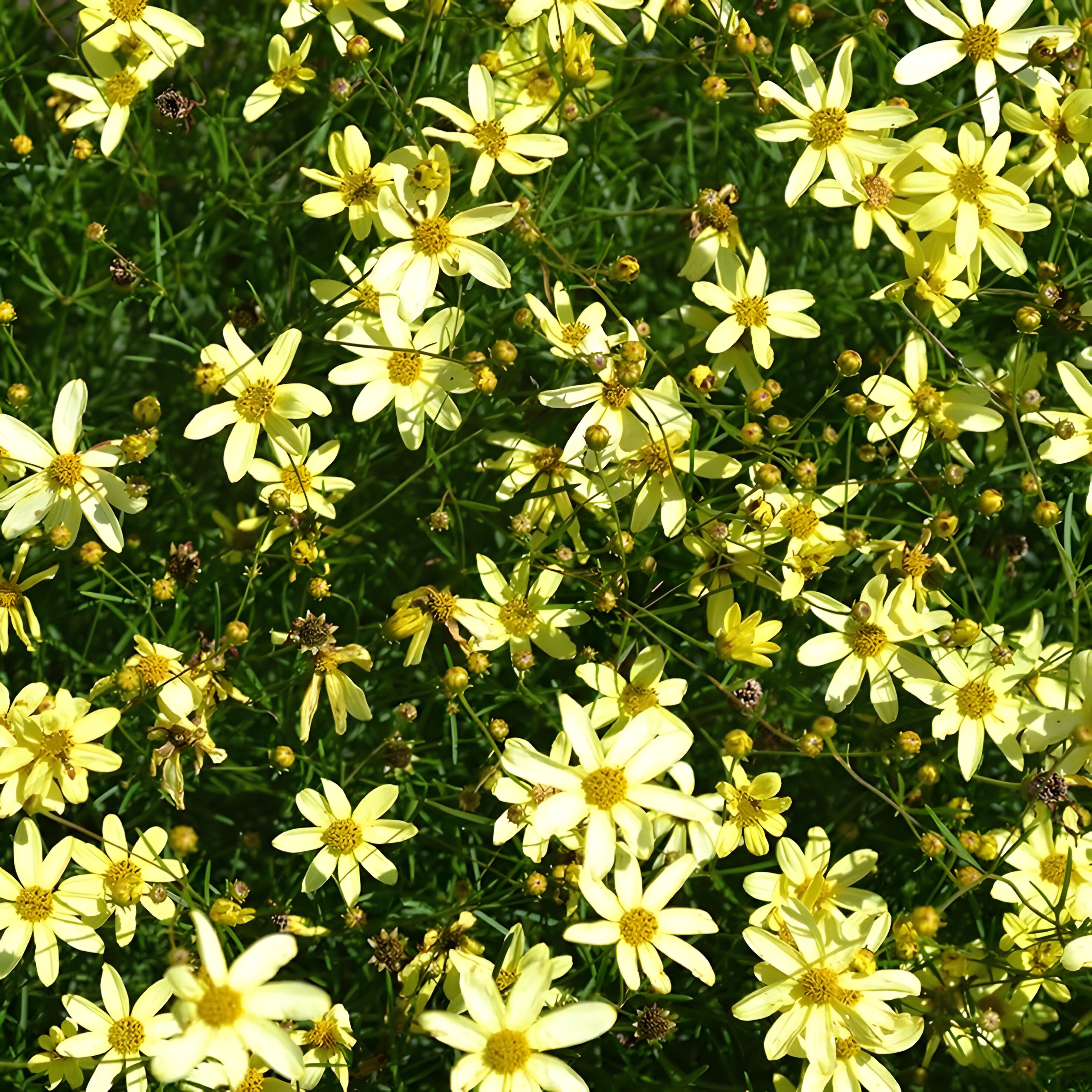 Daylily Nursery 21605 perennials - View #3