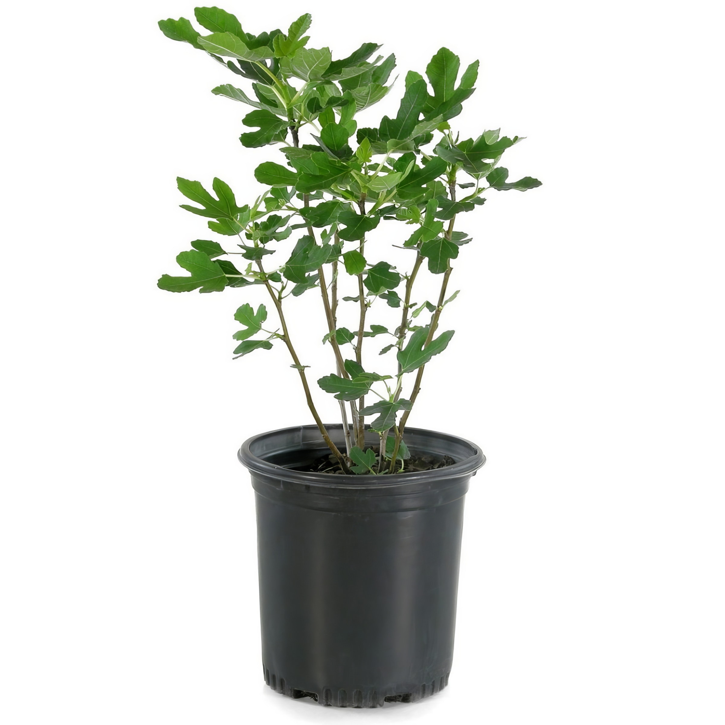National Plant Network LW1733 Fruit-Plants - View #4