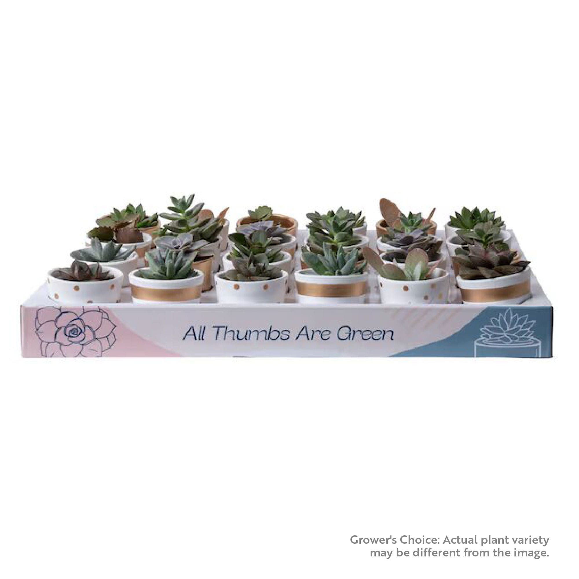 Costa Farms P-SUC-S-WAG-24-LW 24.0 -Pack Grower's Choice Assorted Succulents in 2 -in Pot