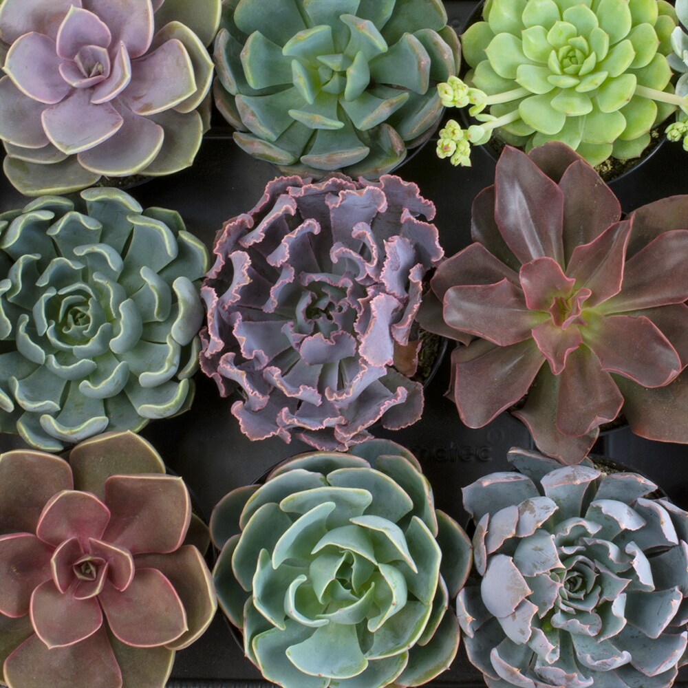 Altman Plants 6 Pack Echeveria In 11 Oz Pot In The Succulents