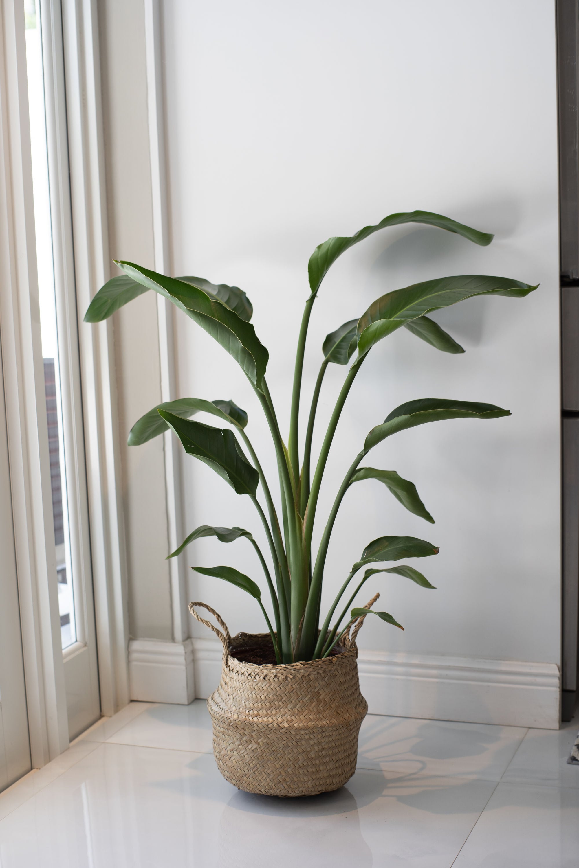 Costa Farms White Bird Of Paradise House plant in 10-in Pot in the House  Plants department at