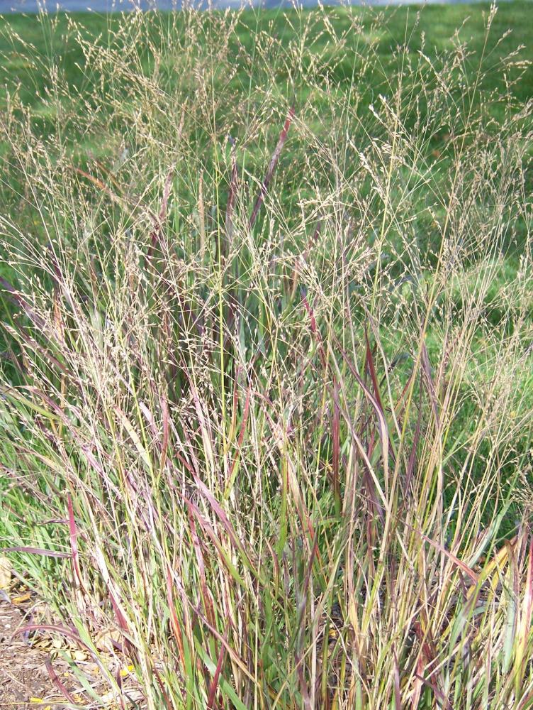 Lowe's NURSERY Multicolor Native Grass Plant in 1-Quart Pot