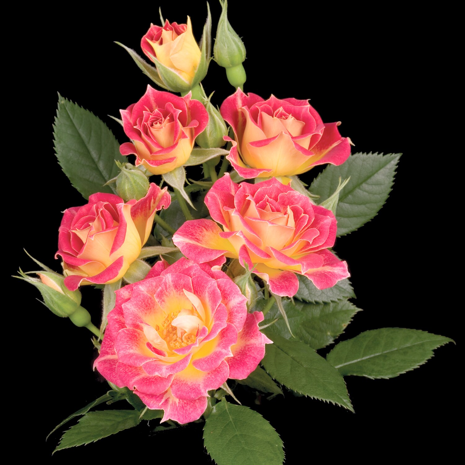 Spring Hill Nurseries 86137 roses - View #2