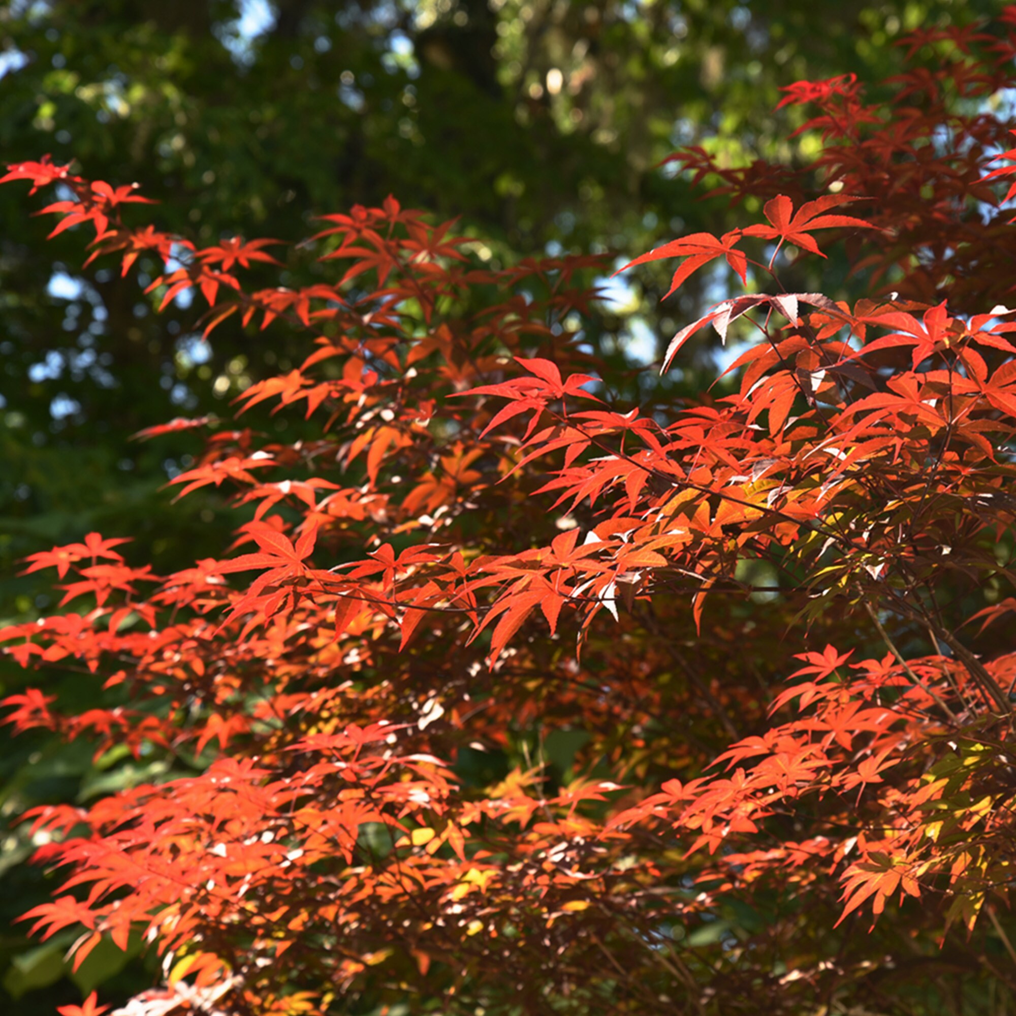 Perfect Plants 1-Gallon Feature Bloodgood Japanese Maple In Pot (With ...