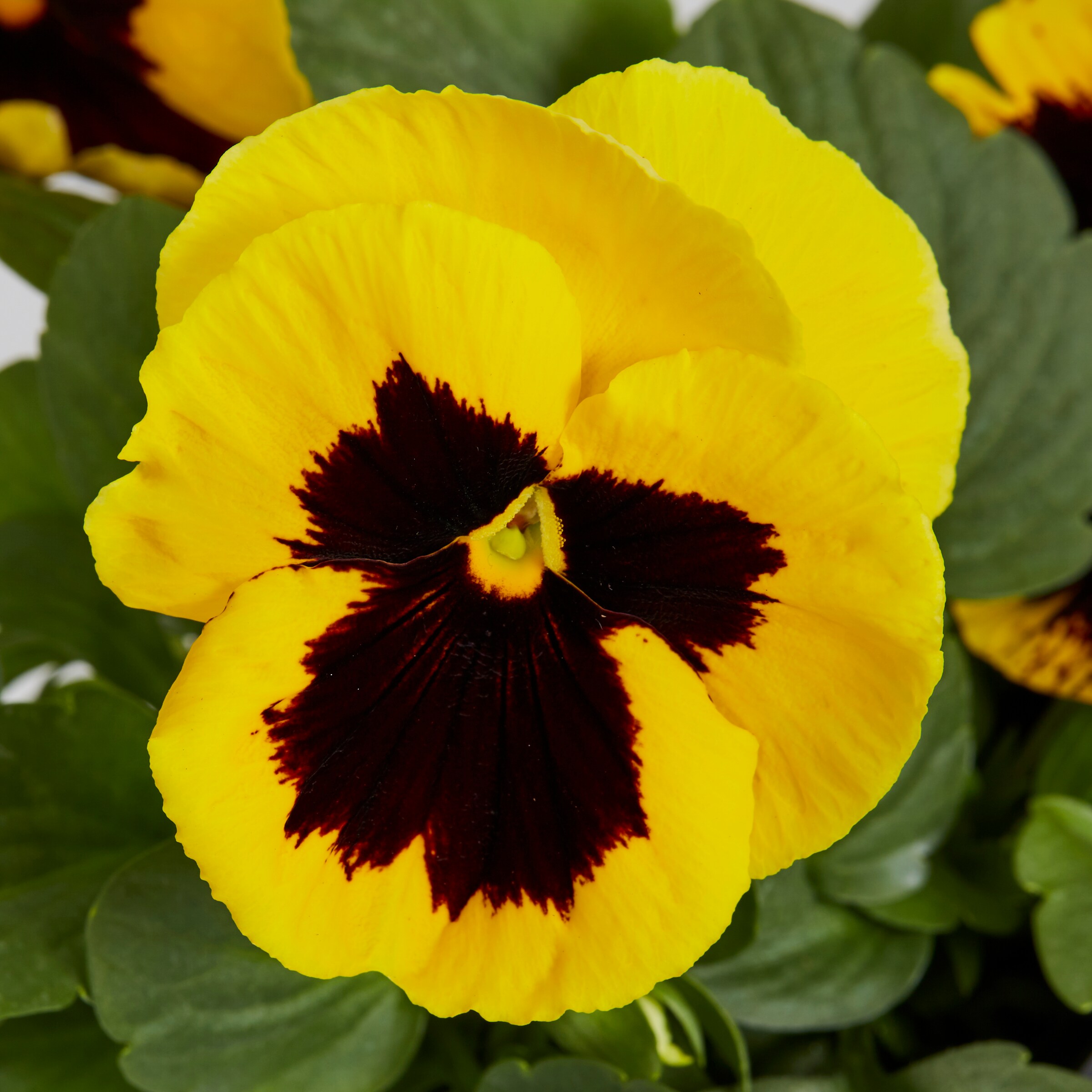 Lowe's NURSERY annuals - View #3