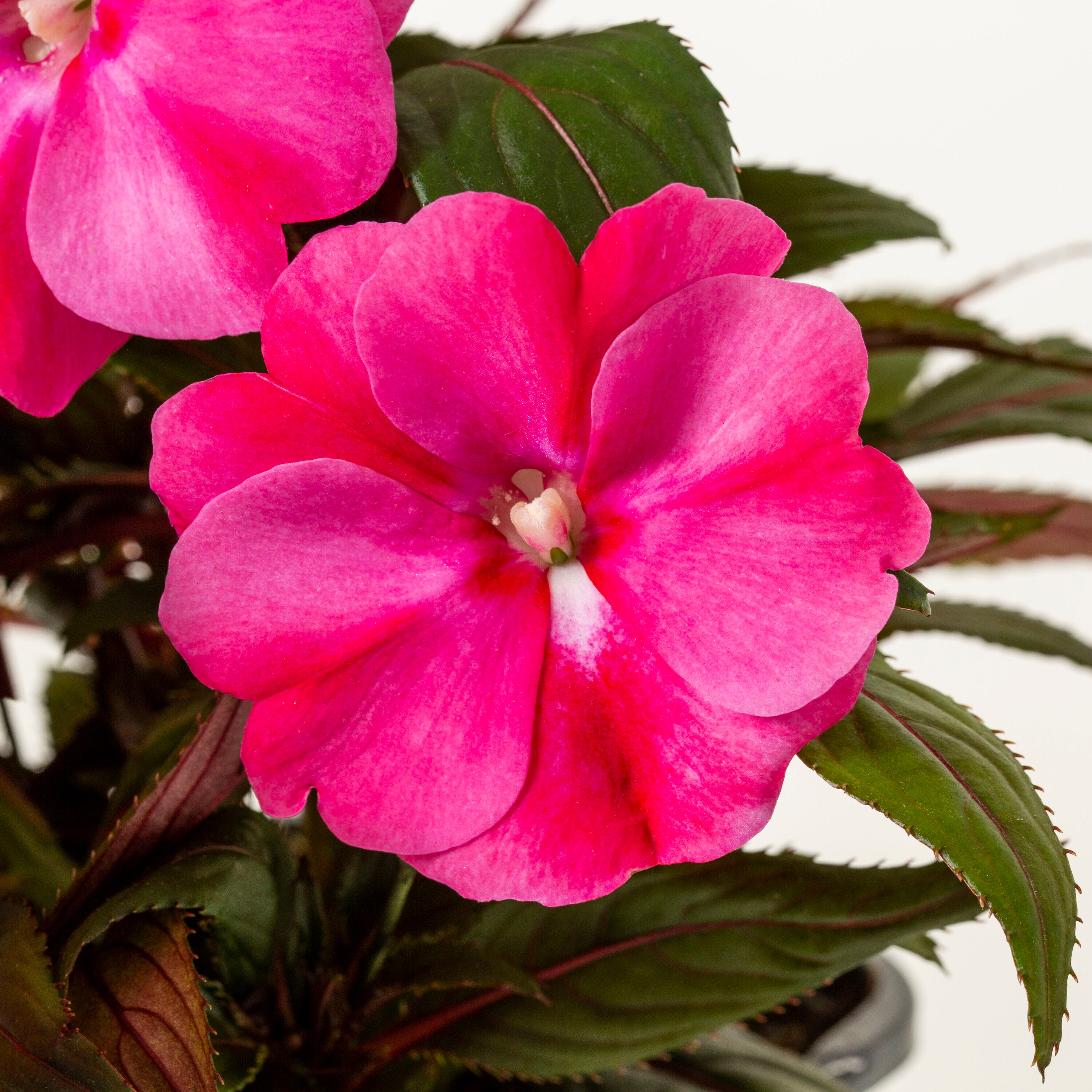 Monrovia Pink New Guinea Impatiens in 2.5Quart Pot 3Pack in the