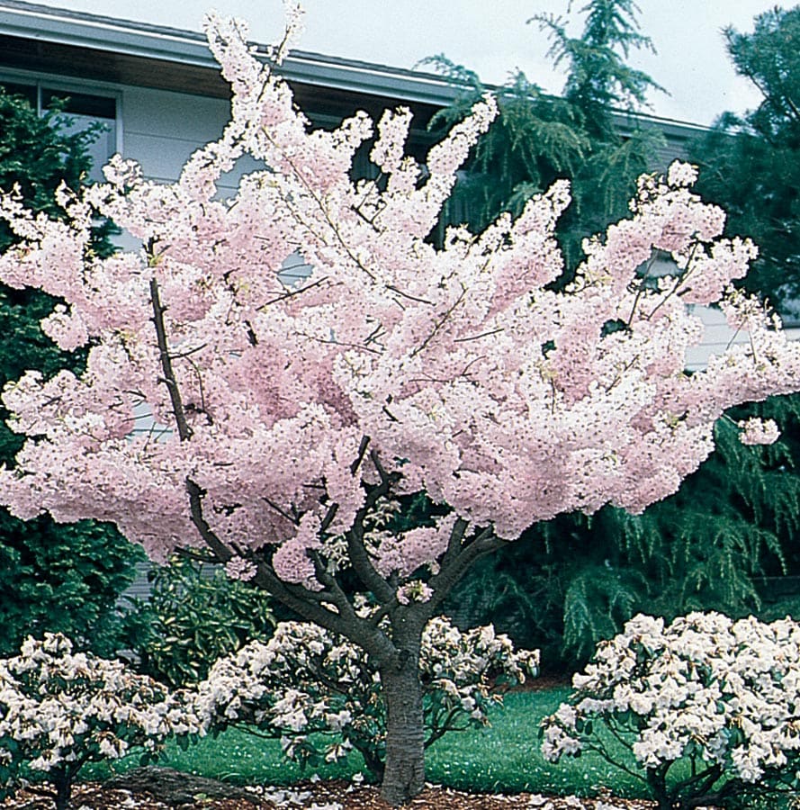 In pot (with soil) Cherry Trees at Lowes.com