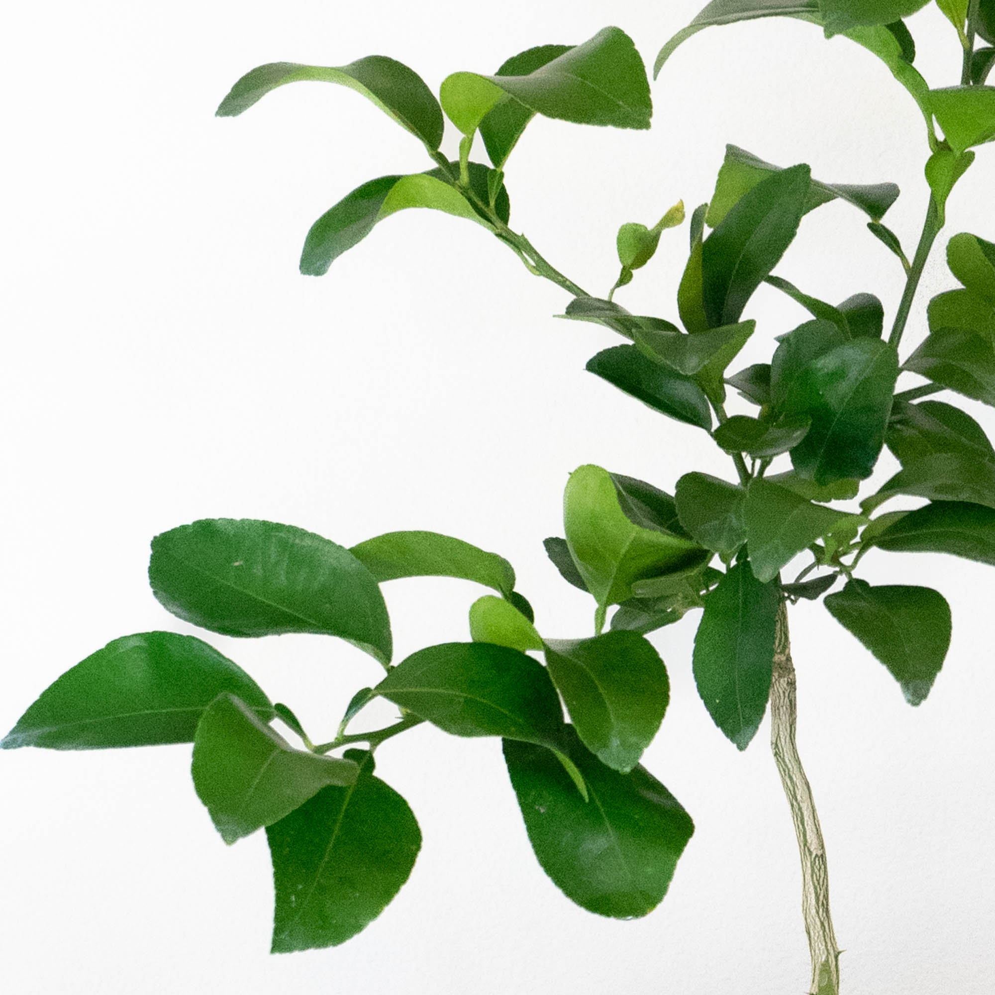 Lowe's 715309194014 Fruit-Plants - View #2