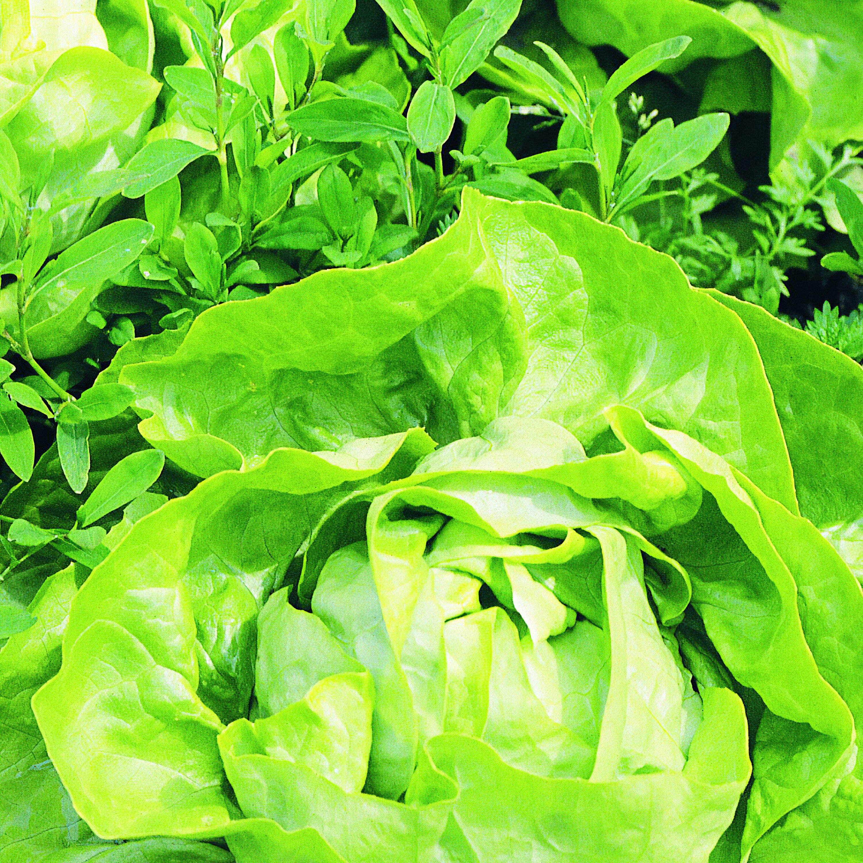Bonnie Plants 201996 Vegetable-Plants - View #3