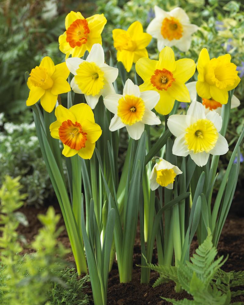 Breck's Yellow King Alfred Daffodil Bulbs Bagged 100-Pack in the Plant  Bulbs department at