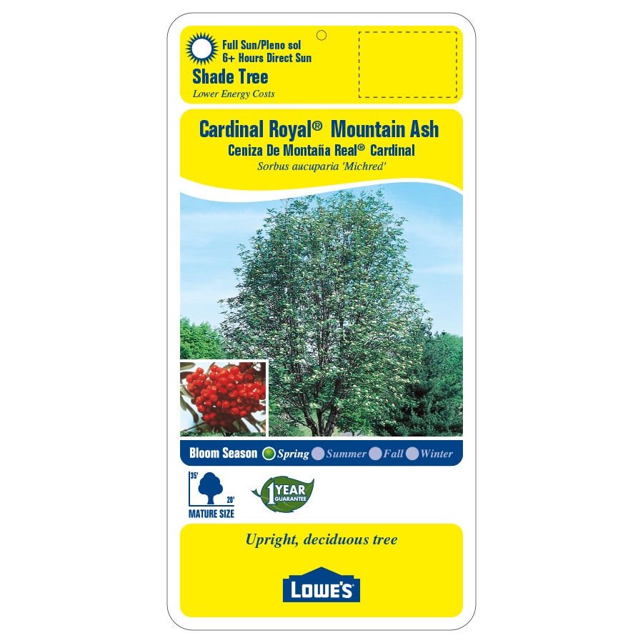 19.78-Gallon White Cardinal Royal Mountain Ash Shade Tree in Pot (With ...