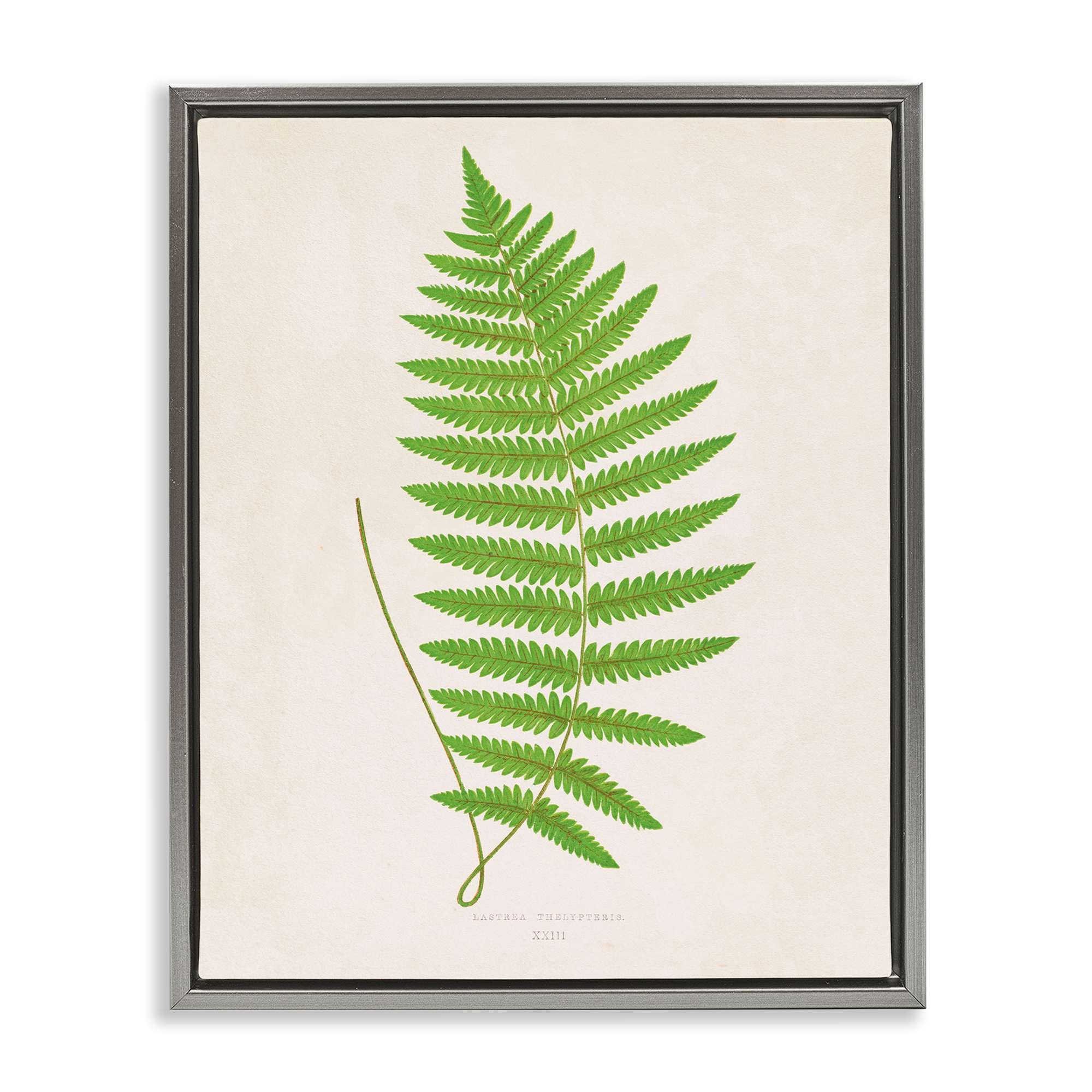 Stupell Industries BT-468-FFL-16X20 Single Fern Branch Gray Framed Floater Canvas Wall Art By Phillipa Katz 17 x 21