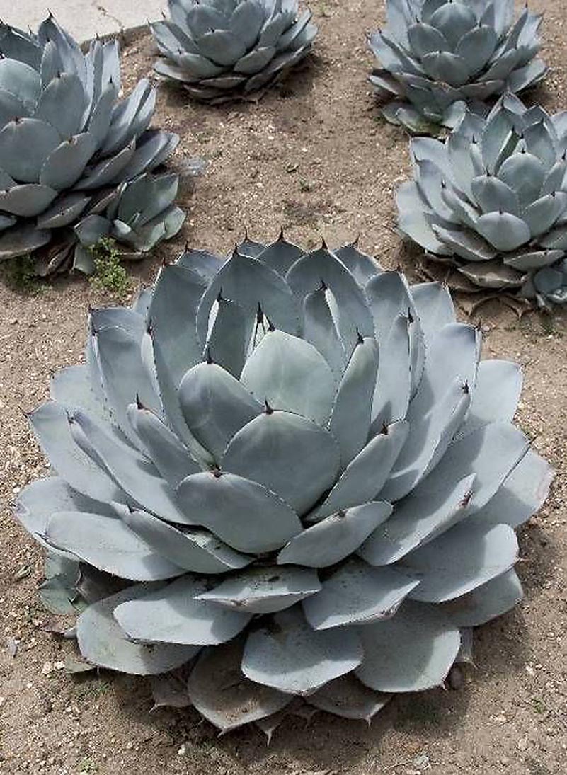 Monrovia Artichoke Agave in 3.58-Gallon (s) Pot in the Succulents