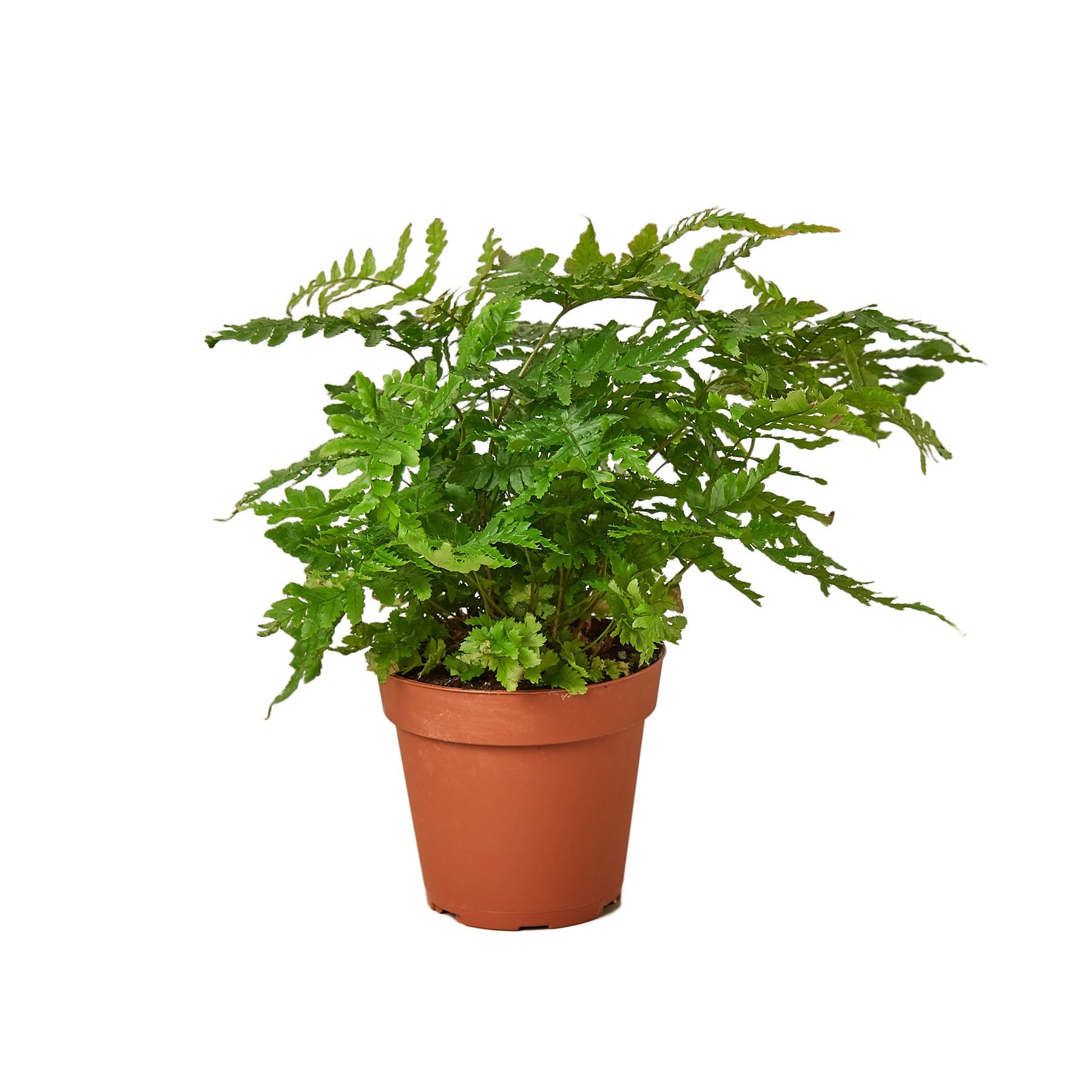 House Plant Shop Autumn Fern House Plant in 1-Pack Pot at Lowes.com