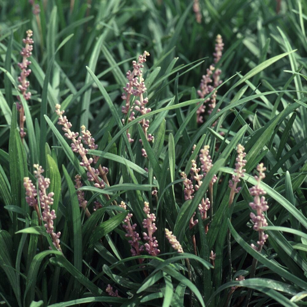  4005LP (LOWES) Ornamental-Grasses - View #3