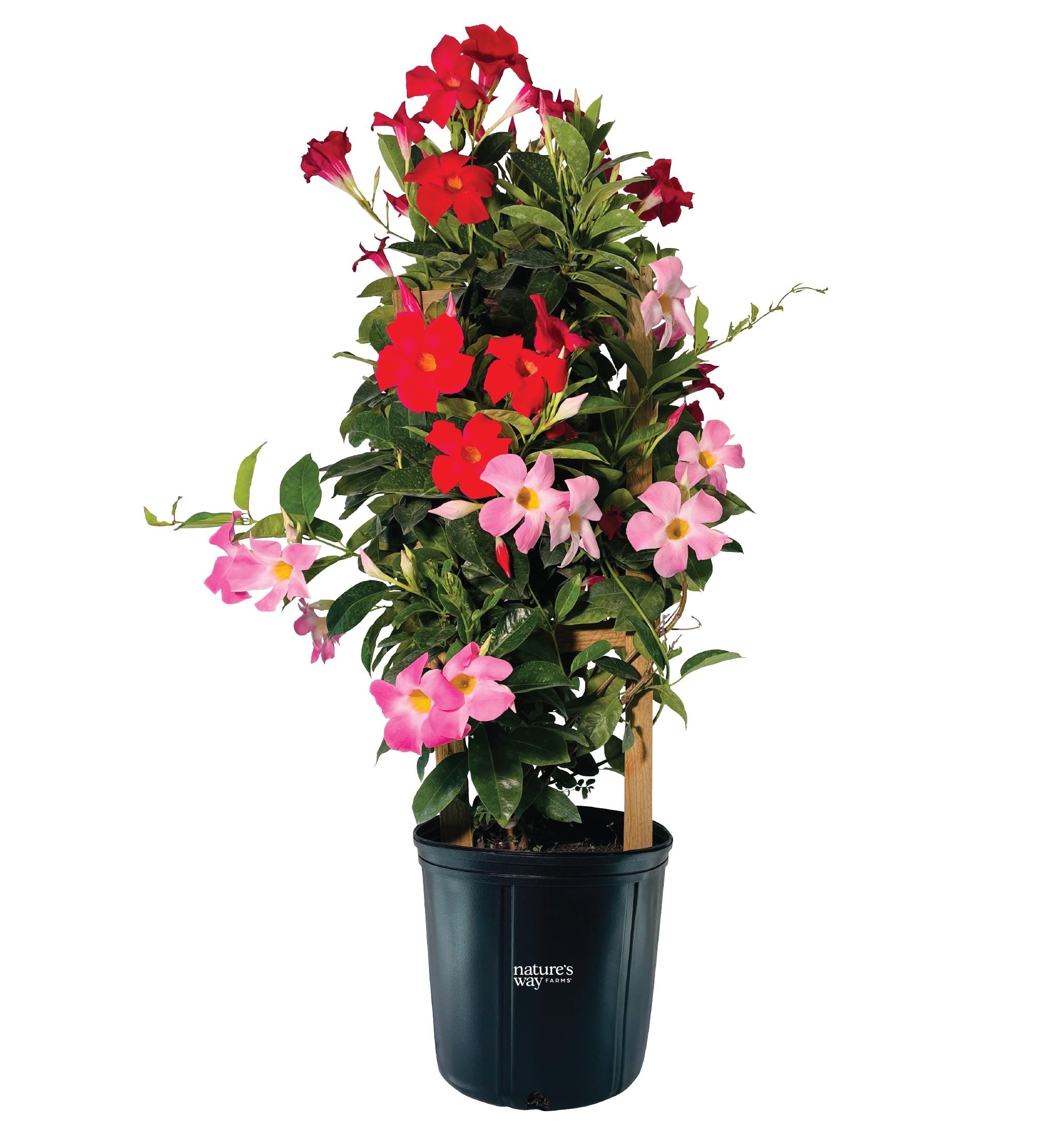 Nature's Way Farms - 2 -Gallon Mandevilla Tropical Breeze Duo Flowering Shrub with Multicolor Blo...
