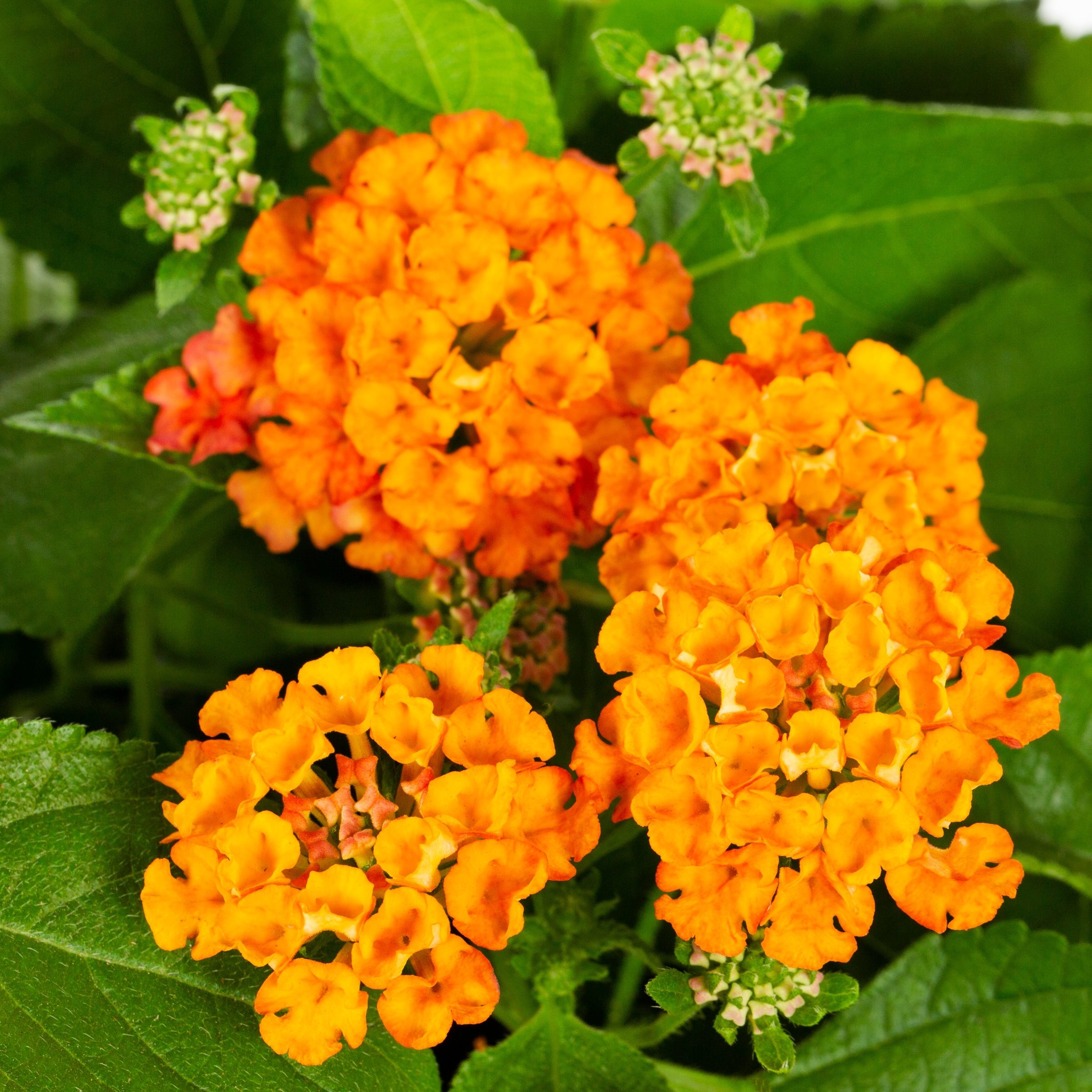 Metrolina Greenhouses Orange Lantana in 1-Quart Pot 5-Pack in the ...