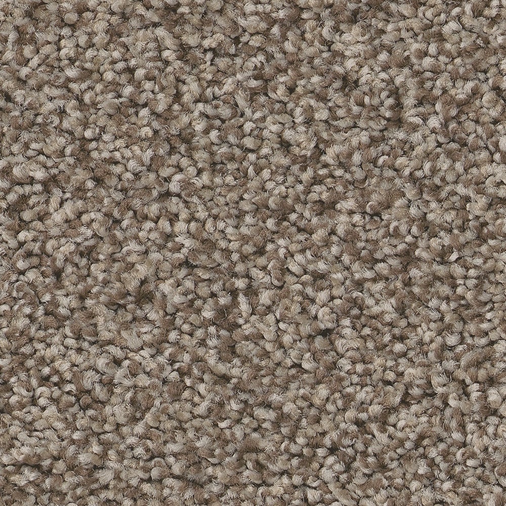 STAINMASTER 7L878 - 700 - SAMP (Sample) Ready 2 Play I Bentley Brown 45.8-oz sq yard Nylon Textured Indoor Carpet