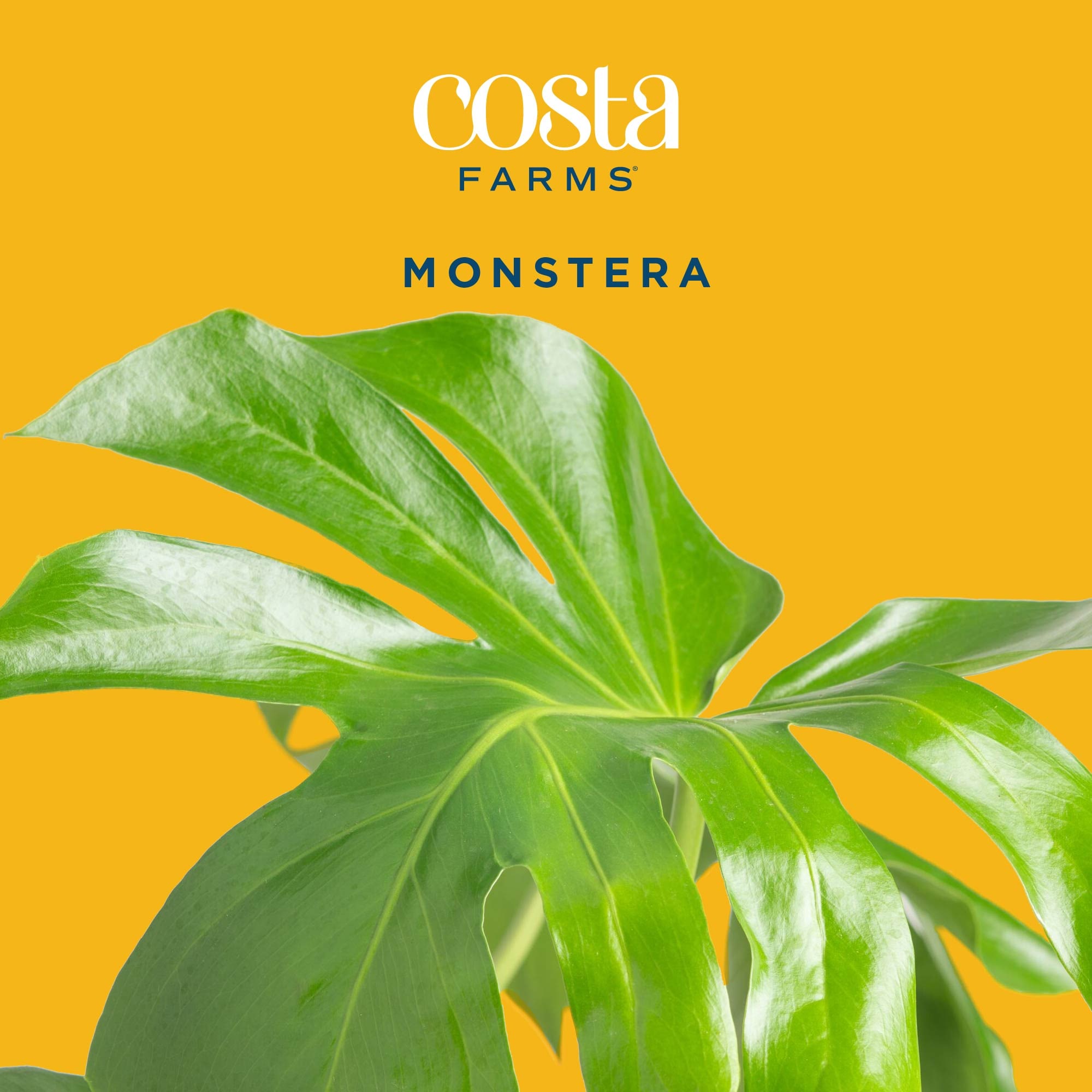 Costa Farms L-PMV-S-NCP-01-LW hseplants - View #3