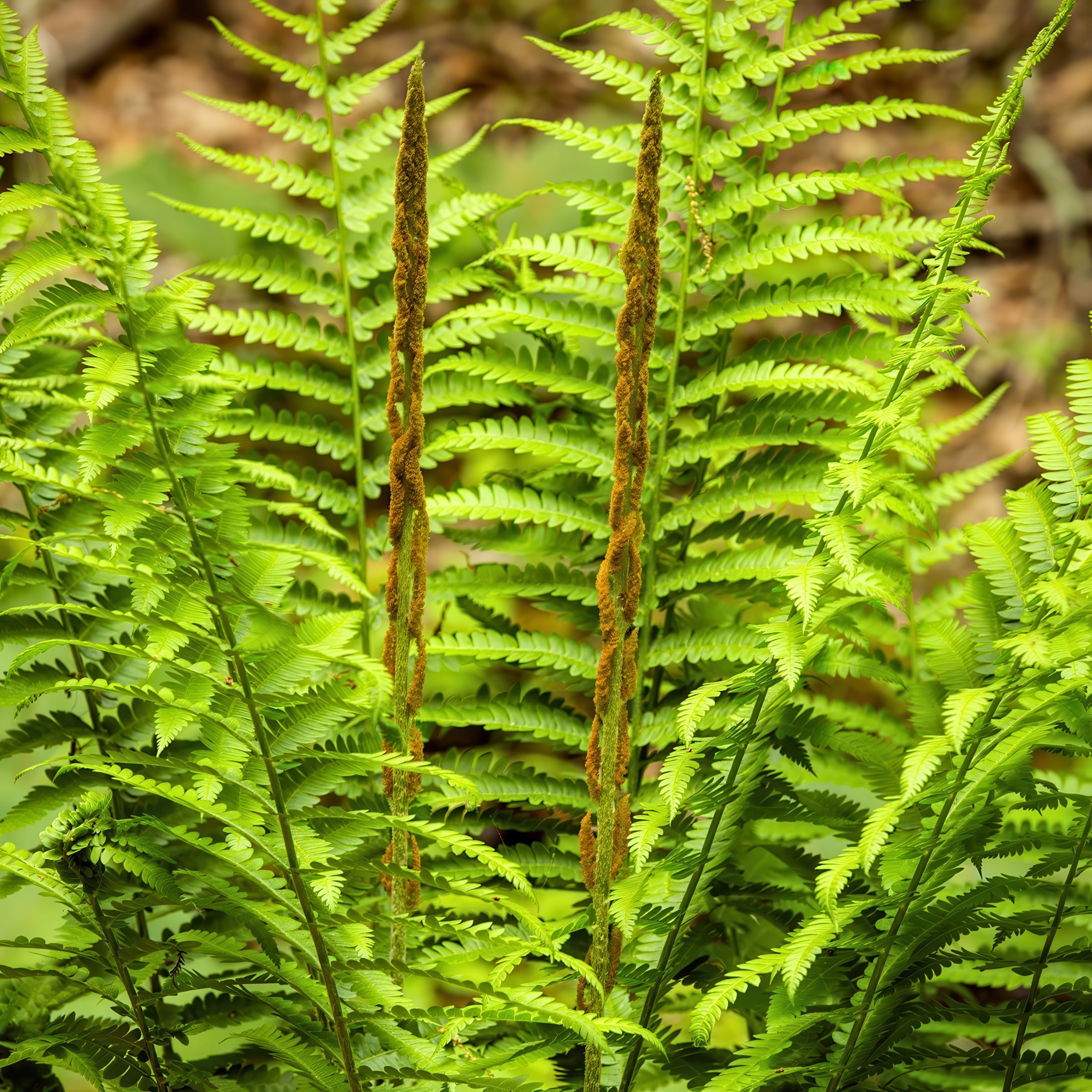 National Plant Network LW2239 Cinnamon Fern Plant in 2.5 -in Pot 3 -Pack