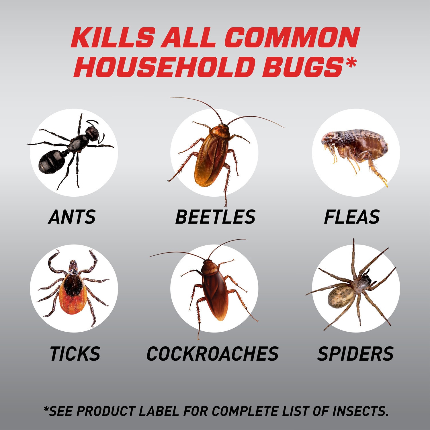 Common House Bugs