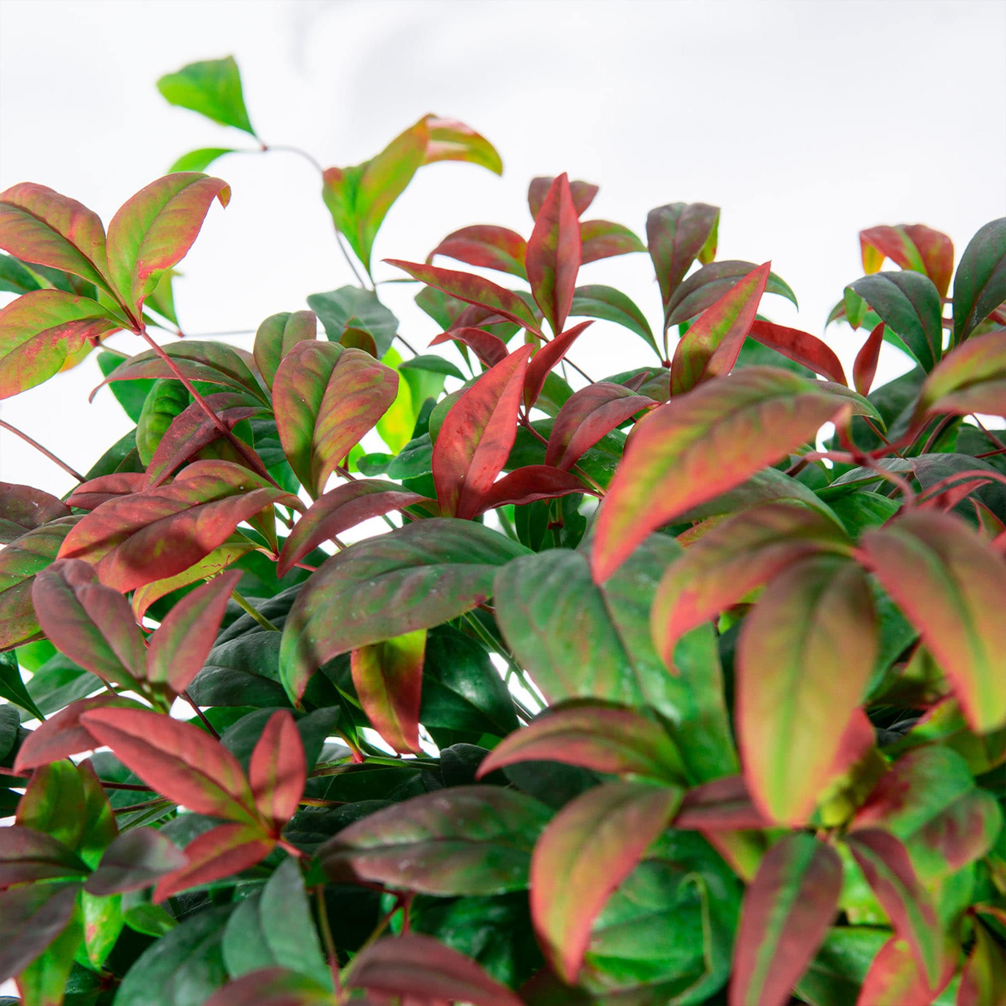 Perfect Plants LOFIREPOWER1G shrubs - View #7