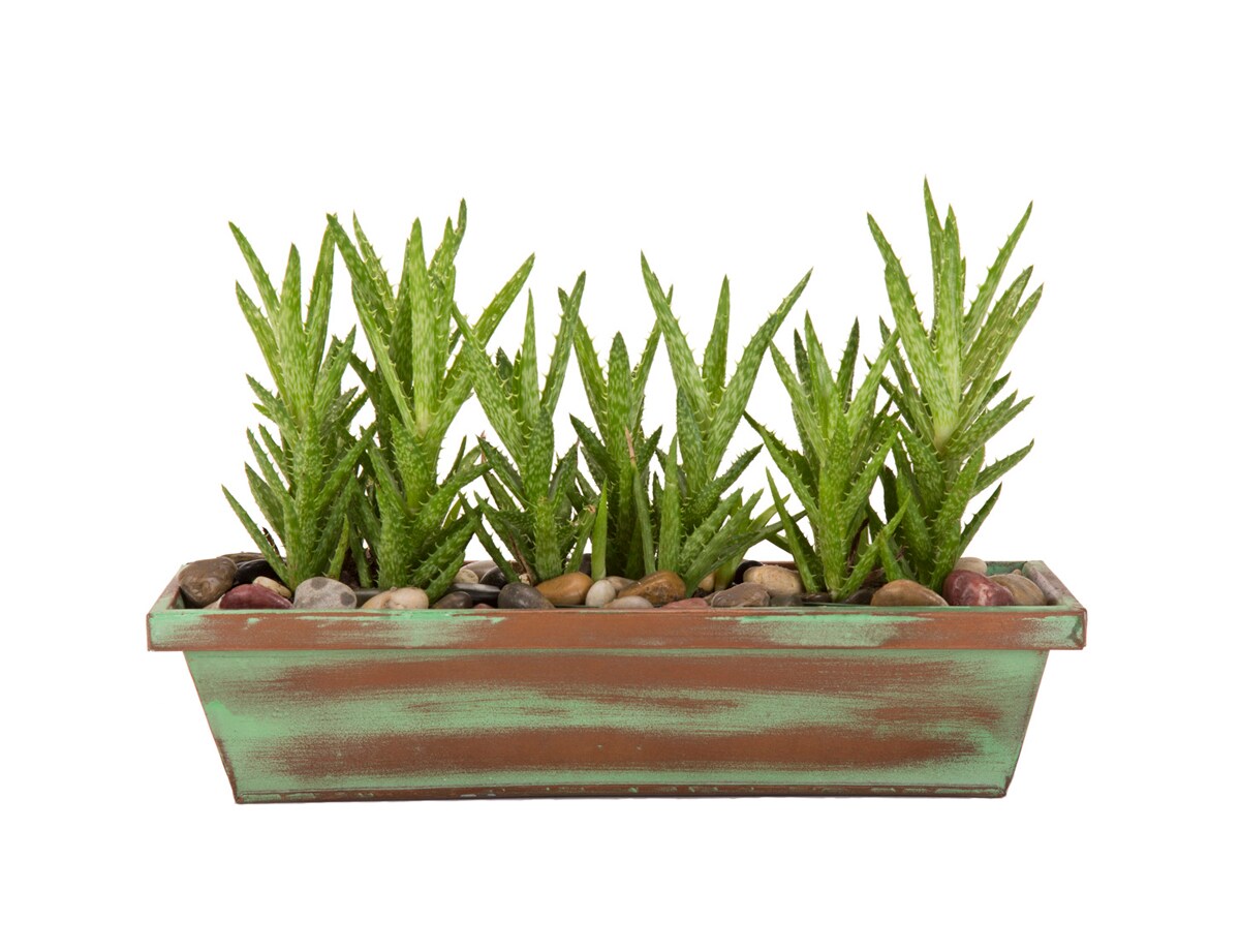 Aloe House Plants at Lowes.com