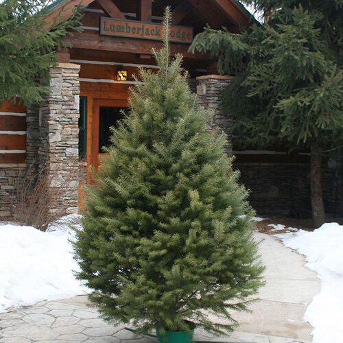 Holiday Living Douglas Fir Real Christmas Tree at