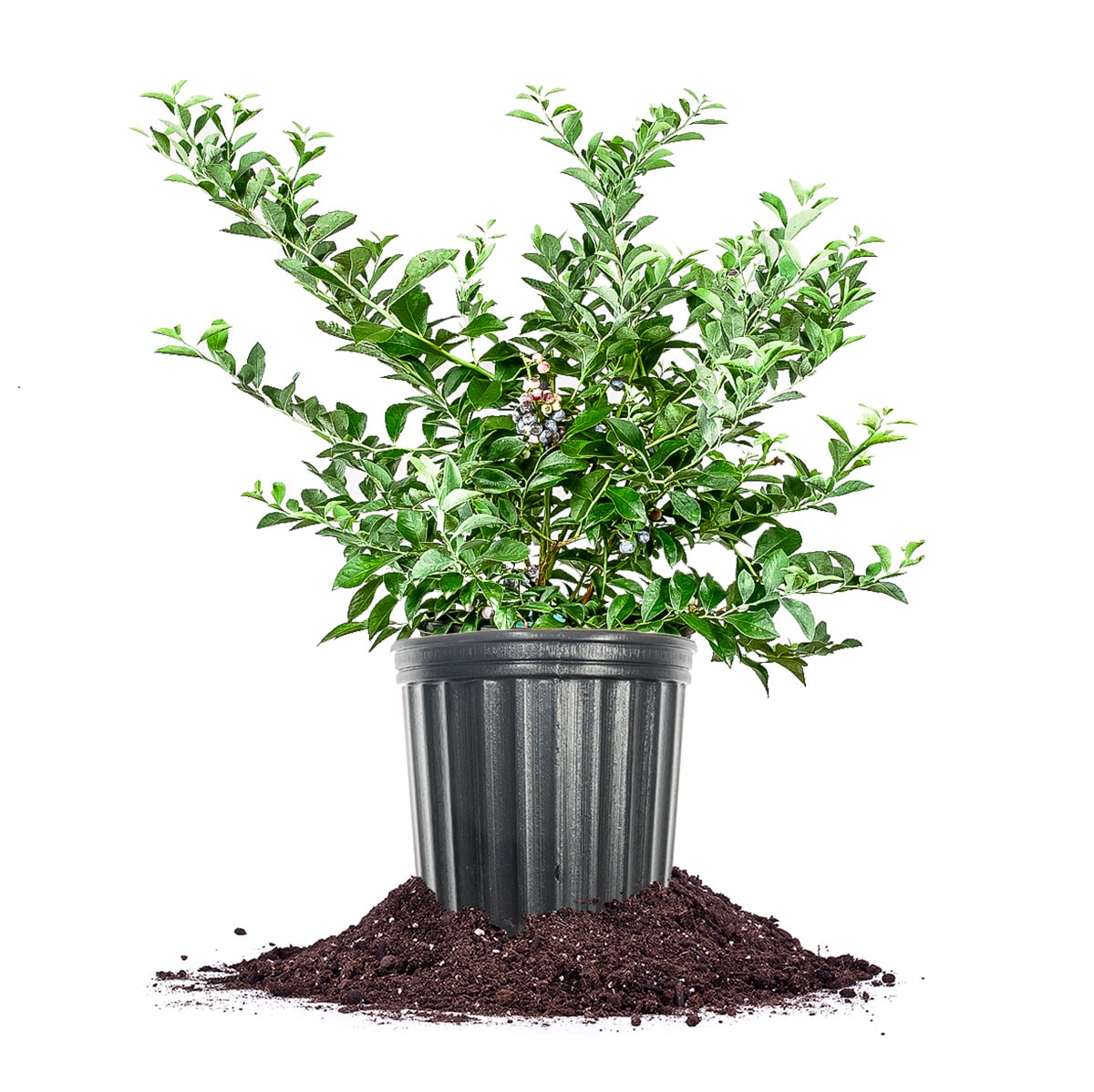 Perfect Plants LOTIFBLUE3G Tifblue Blueberry Feature Shrub in 3 -Gallon Pot 1.0 -Pack with White Blooms
